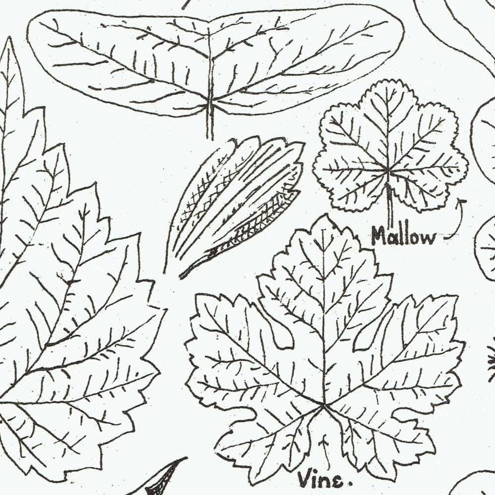 1898 Architectural Leaf Studies Print - Ivy, Oak, Holly, Mallow, Vine & Decorative Botanical Motifs - Antique Design Plate - 8 x 10.75 in - Image 4