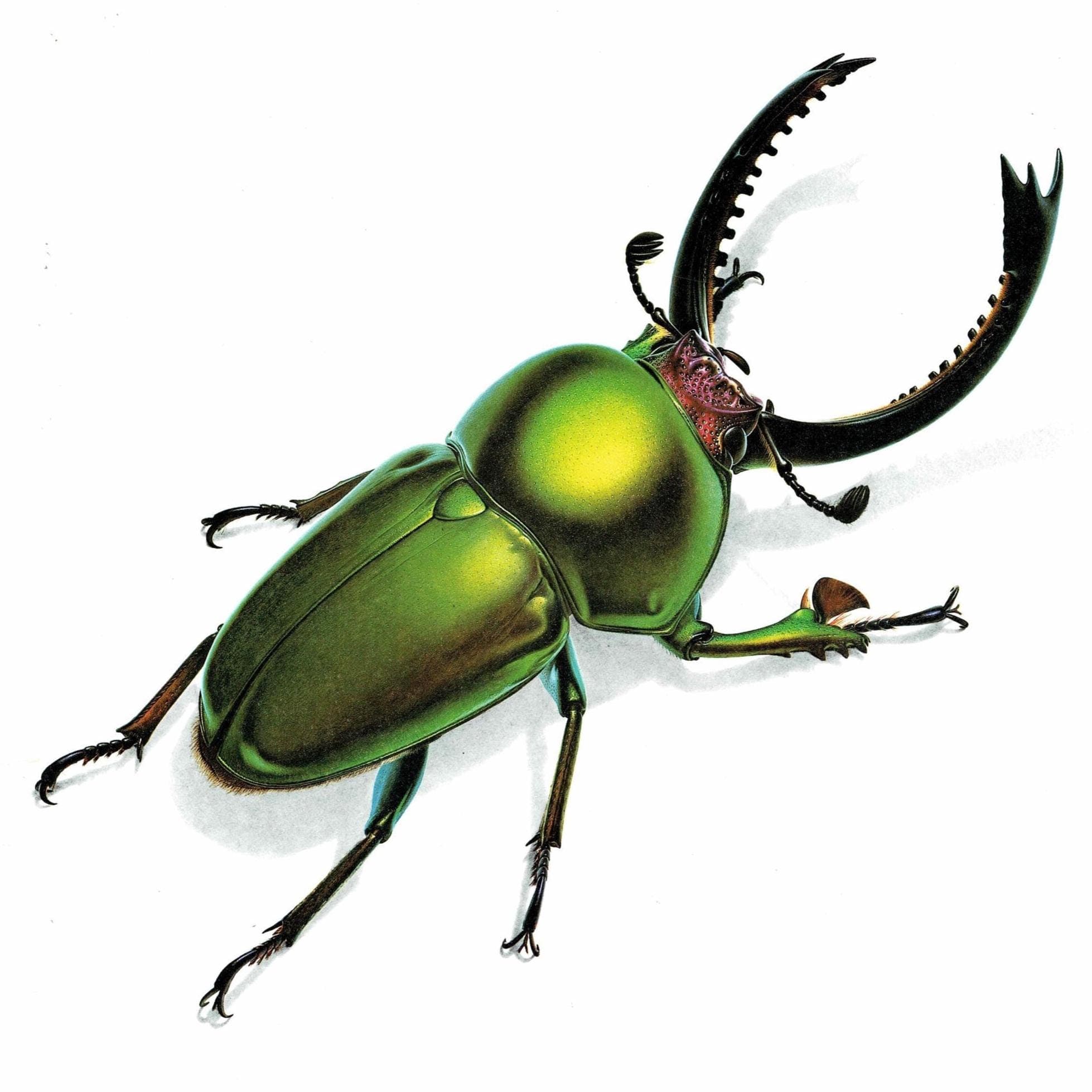 1986 Green Jewel Sawtooth Stag Beetle Neolamprima Adolphinae Print - Durin Bernard Les Insectes - Gerstaeker Entomology Drawing - 11 x 13 in