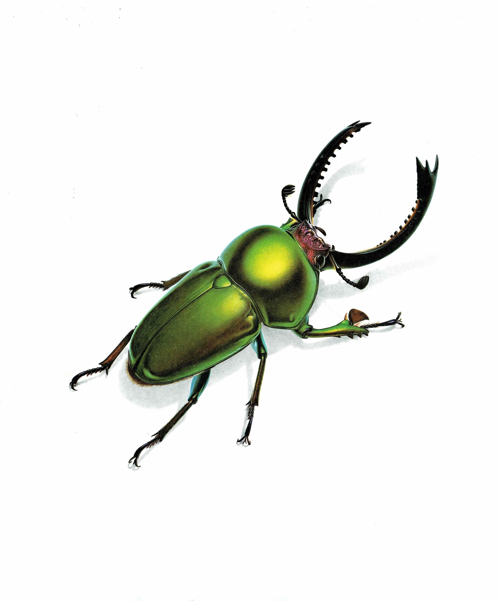 1986 Green Jewel Sawtooth Stag Beetle Neolamprima Adolphinae Print - Durin Bernard Les Insectes - Gerstaeker Entomology Drawing - 11 x 13 in - Image 3