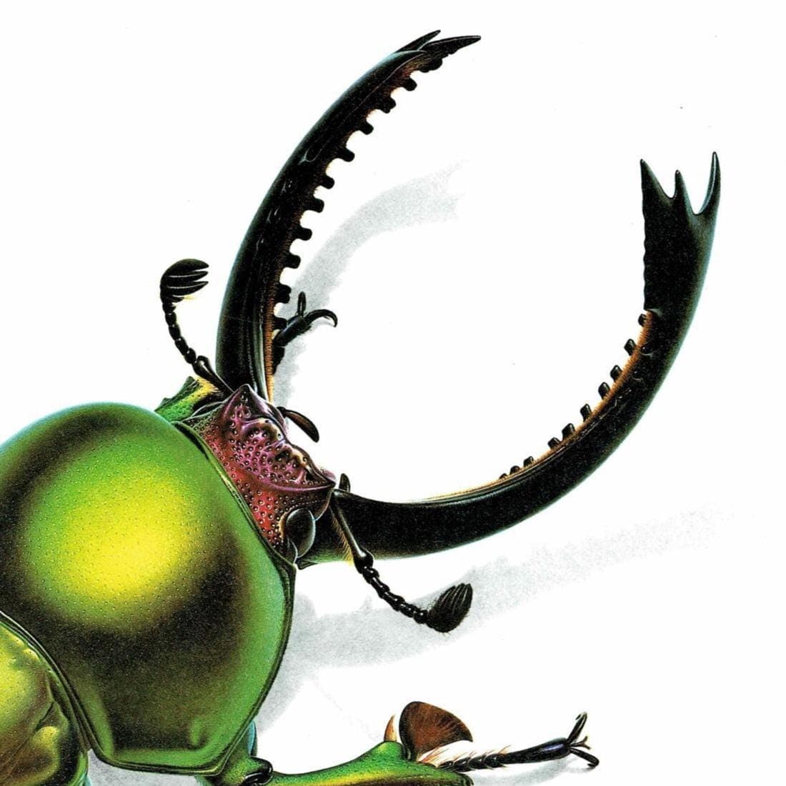 1986 Green Jewel Sawtooth Stag Beetle Neolamprima Adolphinae Print - Durin Bernard Les Insectes - Gerstaeker Entomology Drawing - 11 x 13 in - Image 4