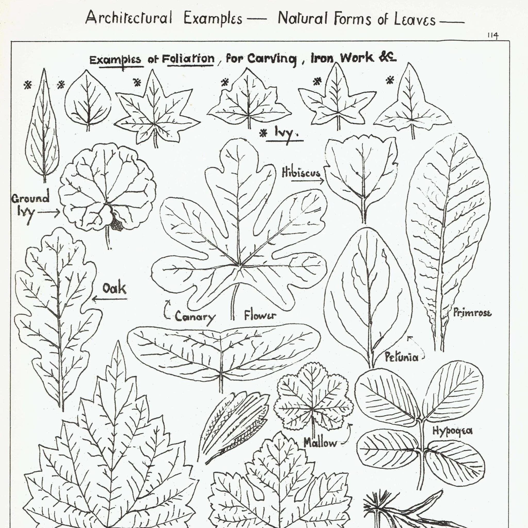 1898 Architectural Leaf Studies Print - Ivy, Oak, Holly, Mallow, Vine & Decorative Botanical Motifs - Antique Design Plate - 8 x 10.75 in - Image 2