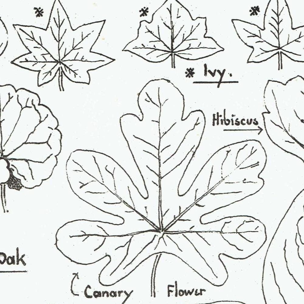 1898 Architectural Leaf Studies Print - Ivy, Oak, Holly, Mallow, Vine & Decorative Botanical Motifs - Antique Design Plate - 8 x 10.75 in - Image 3