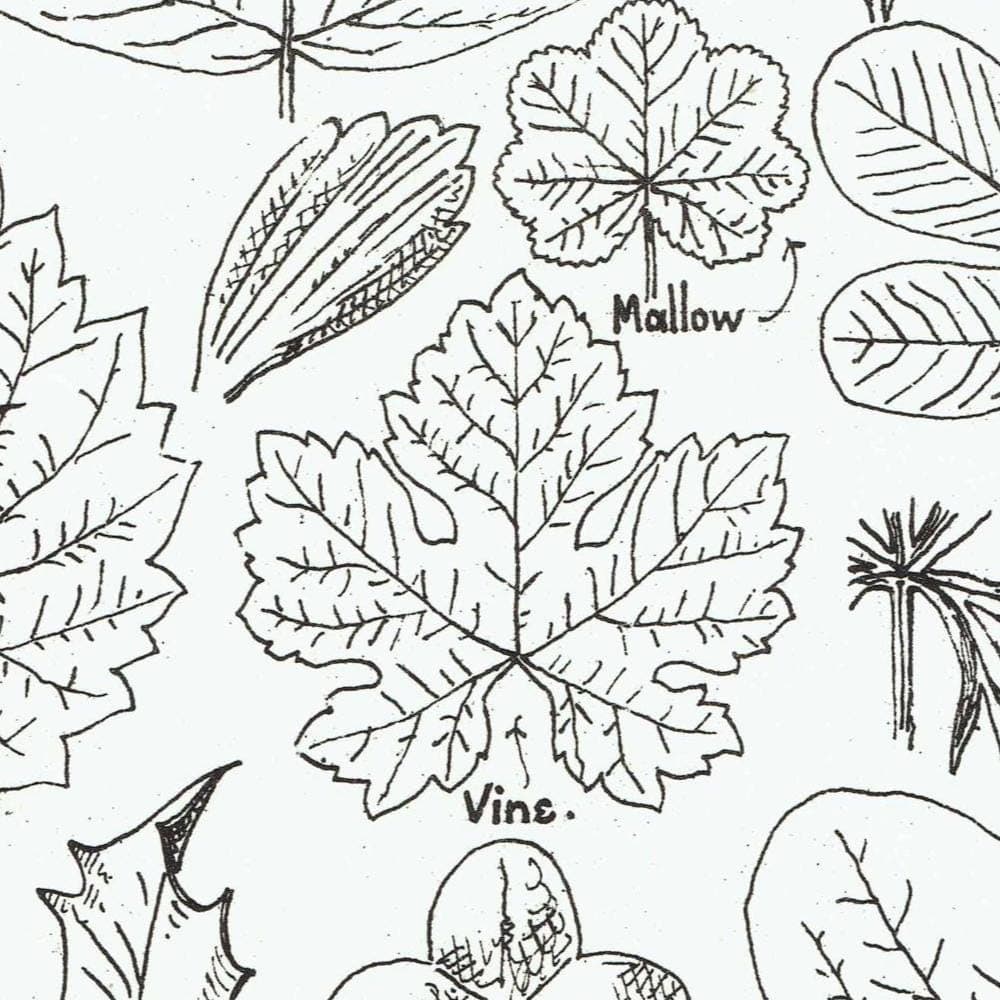 1898 Architectural Leaf Studies Print - Ivy, Oak, Holly, Mallow, Vine & Decorative Botanical Motifs - Antique Design Plate - 8 x 10.75 in - Image 4