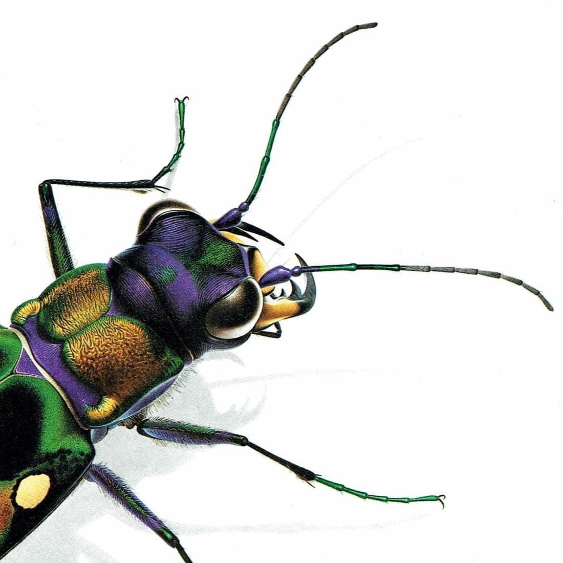 1986 Tiger Beetle Cicindela Chinensis Print - Durin Bernard Les Insectes - Science Illustration - Louis Chevrolat Entomology - 11 x 13 in - Image 4