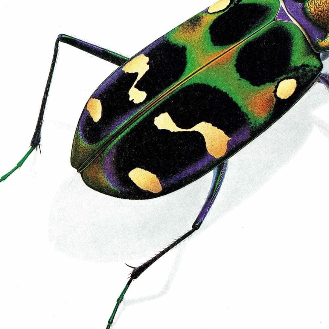 1986 Tiger Beetle Cicindela Chinensis Print - Durin Bernard Les Insectes - Science Illustration - Louis Chevrolat Entomology - 11 x 13 in - Image 5