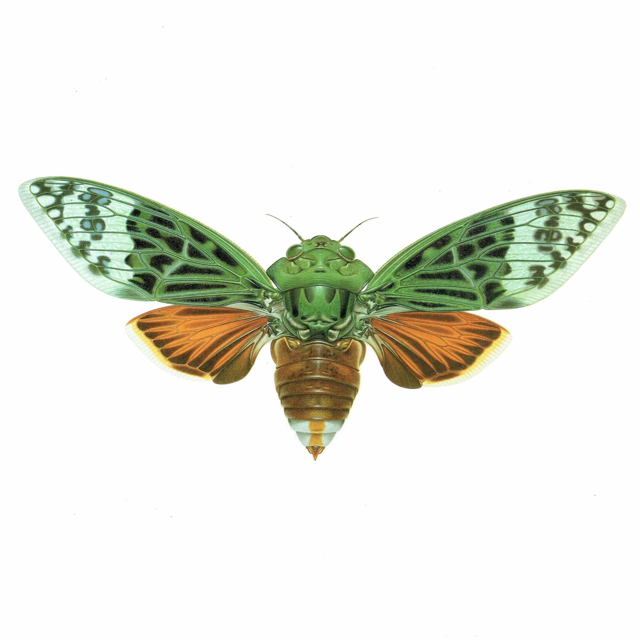 1986 Cicada Ugada Giovanrinnae Print - Durin Bernard Les Insectes - Scientific Illustration- Michel Boulard Entomology - 11 x 13 in