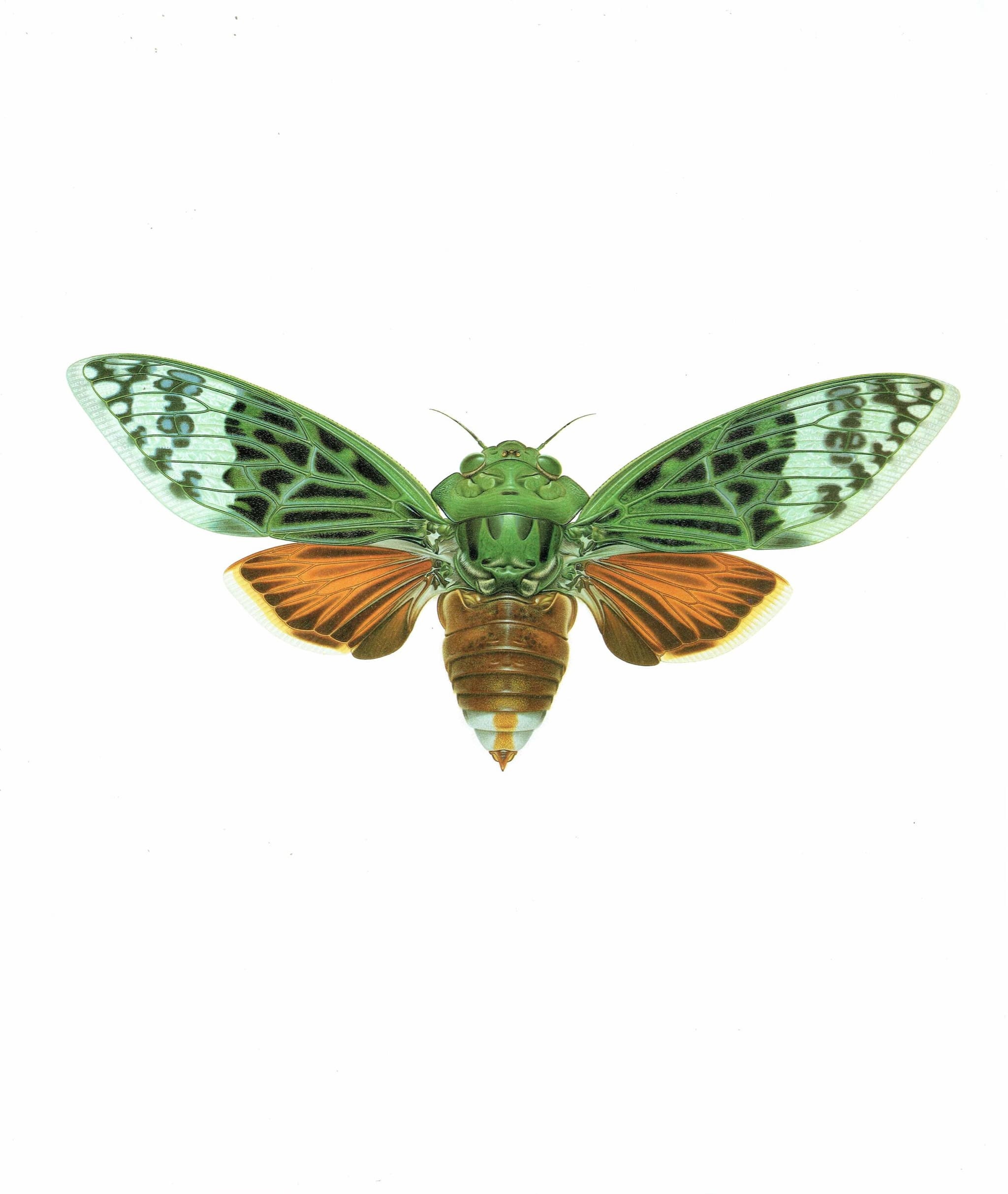 1986 Cicada Ugada Giovanrinnae Print - Durin Bernard Les Insectes - Scientific Illustration- Michel Boulard Entomology - 11 x 13 in - Image 3