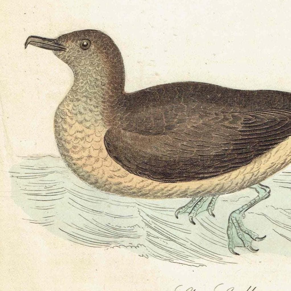 c.1835 Cormorant & Skua Gull Print - Hand-Coloured Ornithology Seabird Natural History - 7.25 x 4.25 in - Image 3
