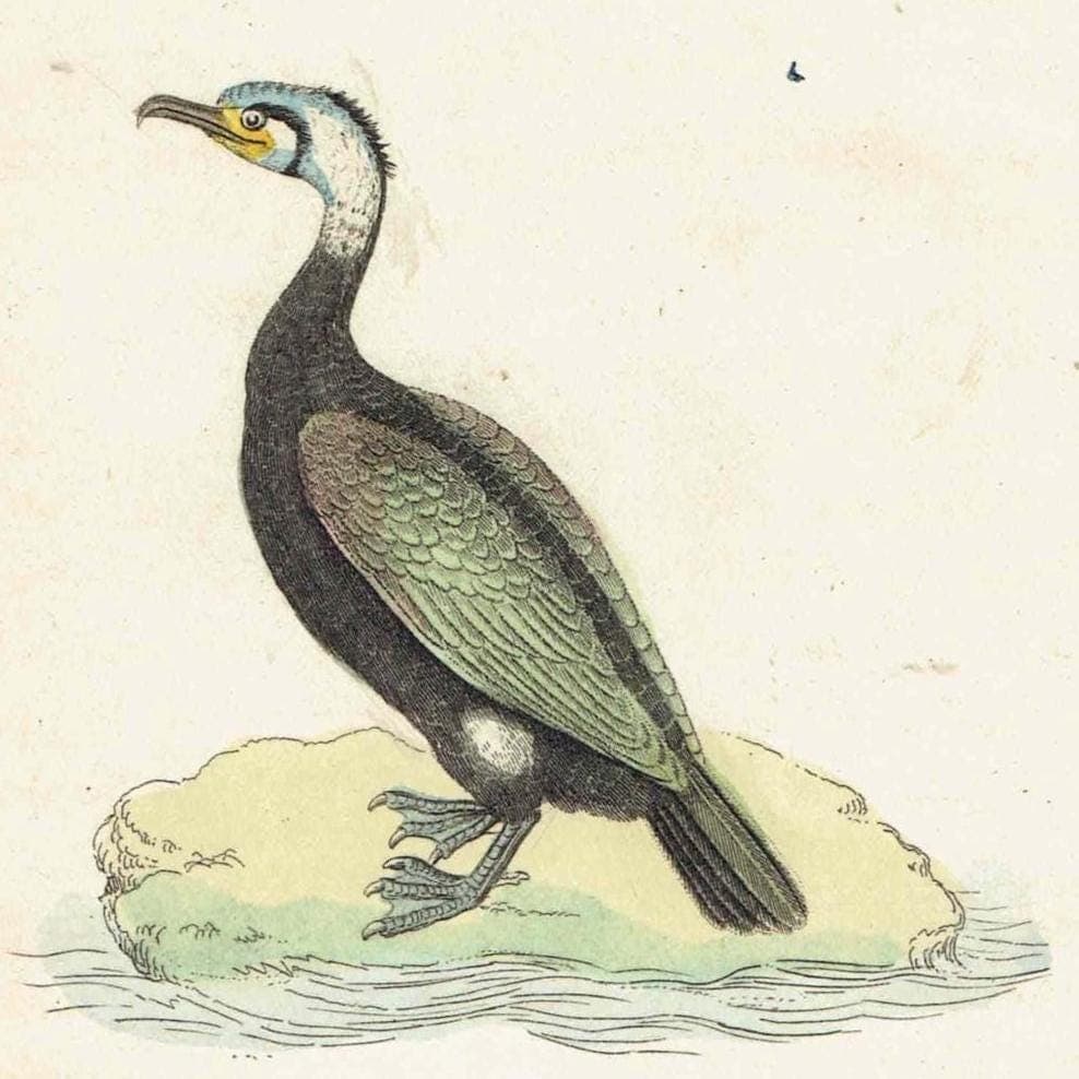 c.1835 Cormorant & Skua Gull Print - Hand-Coloured Ornithology Seabird Natural History - 7.25 x 4.25 in - Image 4
