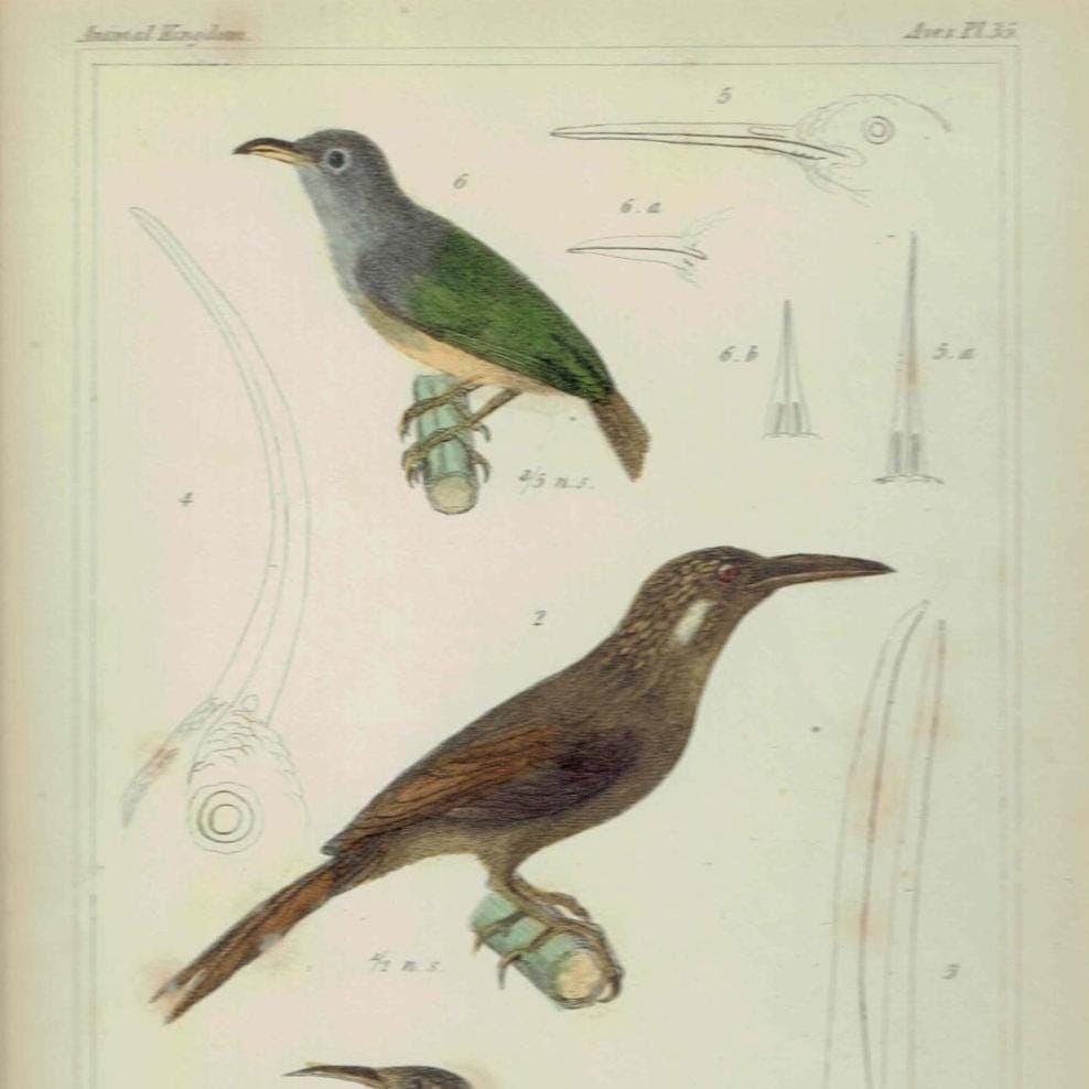1835 Cuvier Birds Print - Animal Kingdom - Print - Woodpecker & Creeper - Hand-Coloured Ornithology Illustration - 8.5 x 5.5 in - Image 2