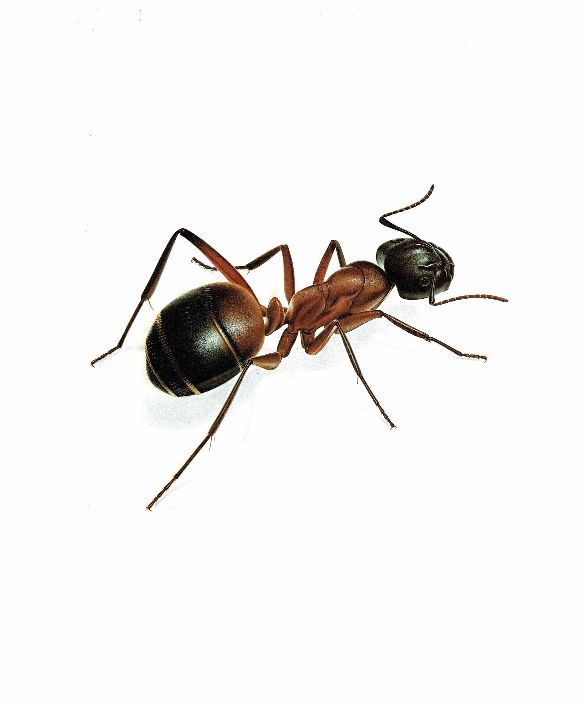 1986 Red Ant Formica Rufa Print - Durin Bernard Les Insectes - Vintage Scientific Illustration - Linnaeus Entomology - 11 x 13 in - Image 3