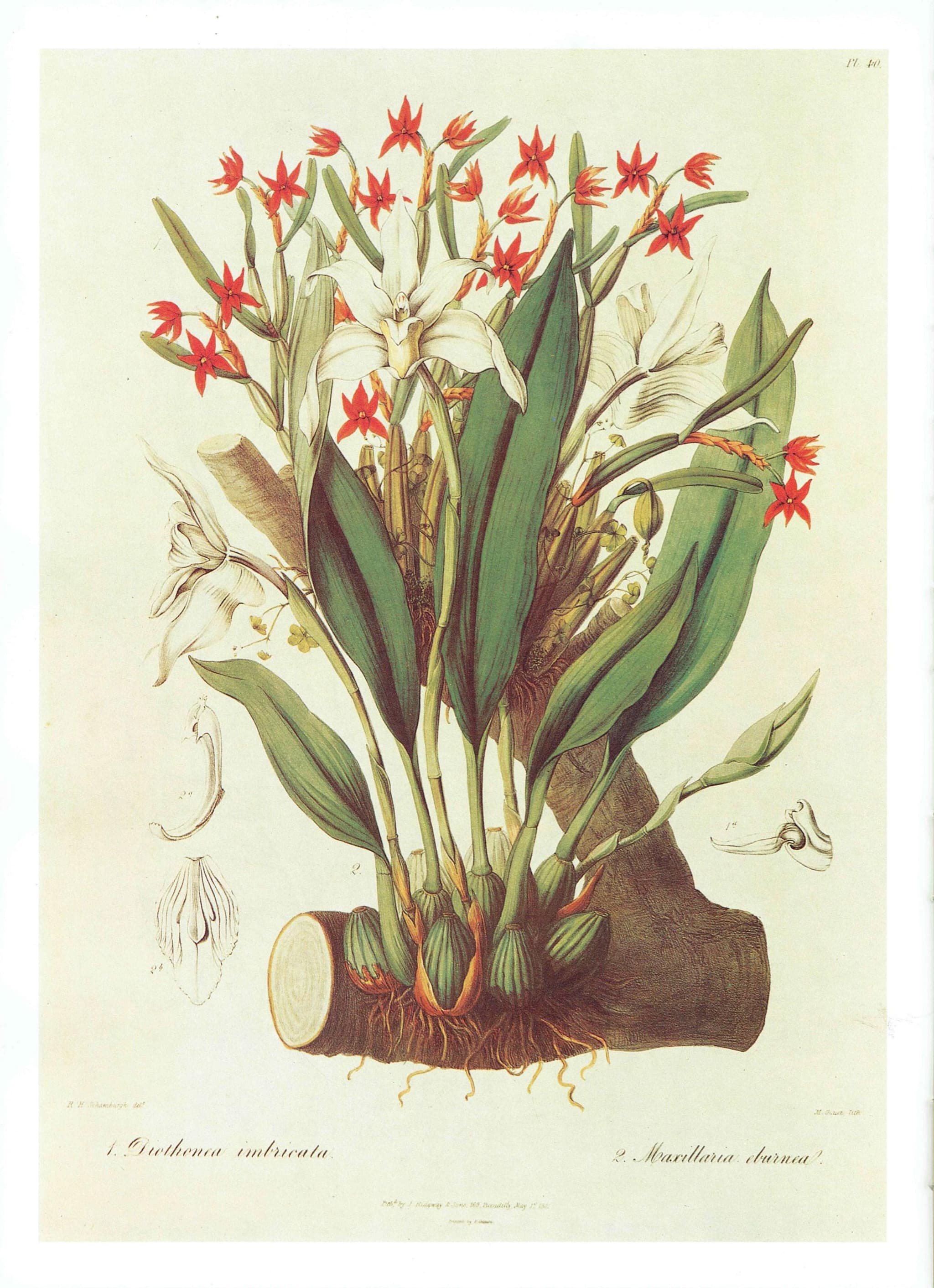 Orchids Diothonea & Ivory Maxillaria by John Lindley - 1984 Vintage Print - Sertum Orchidaceum Botanical Study Flower Art - 10 x 14 in - Image 2