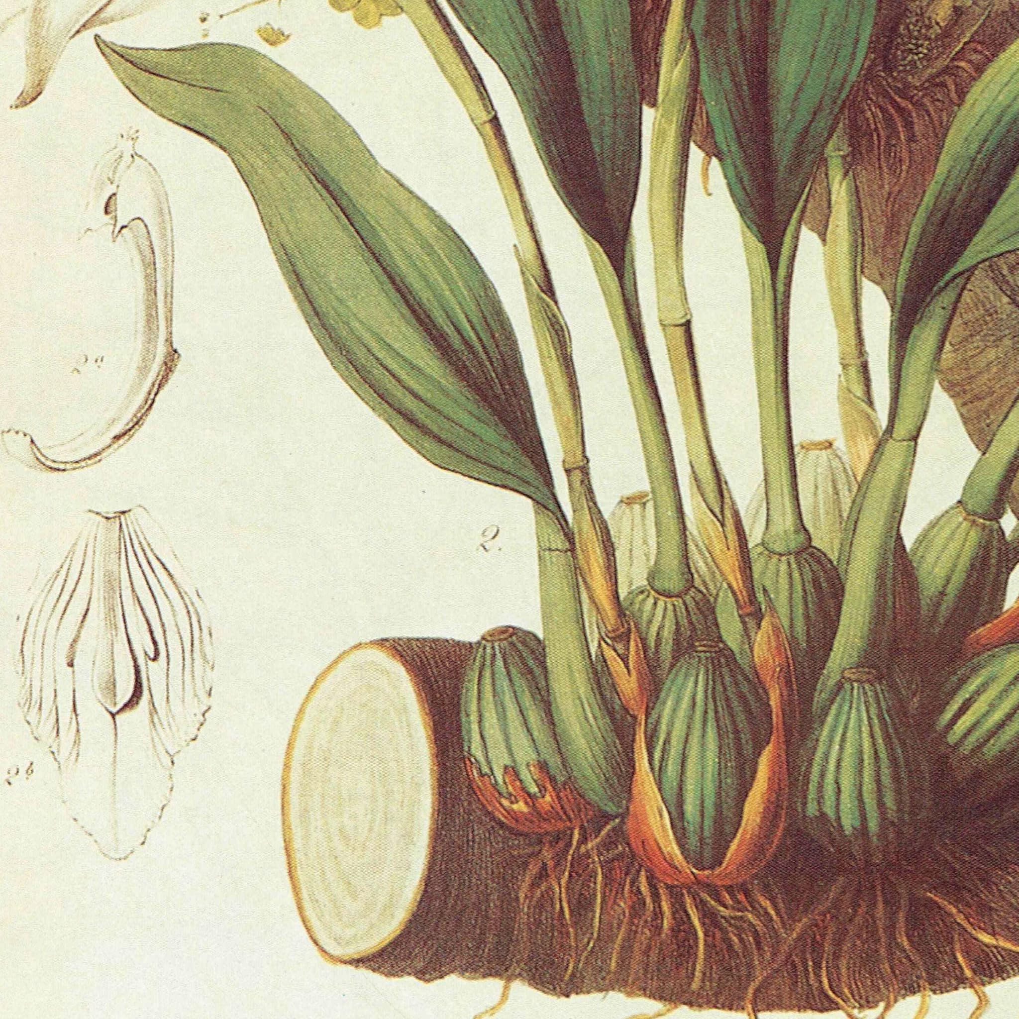Orchids Diothonea & Ivory Maxillaria by John Lindley - 1984 Vintage Print - Sertum Orchidaceum Botanical Study Flower Art - 10 x 14 in - Image 3