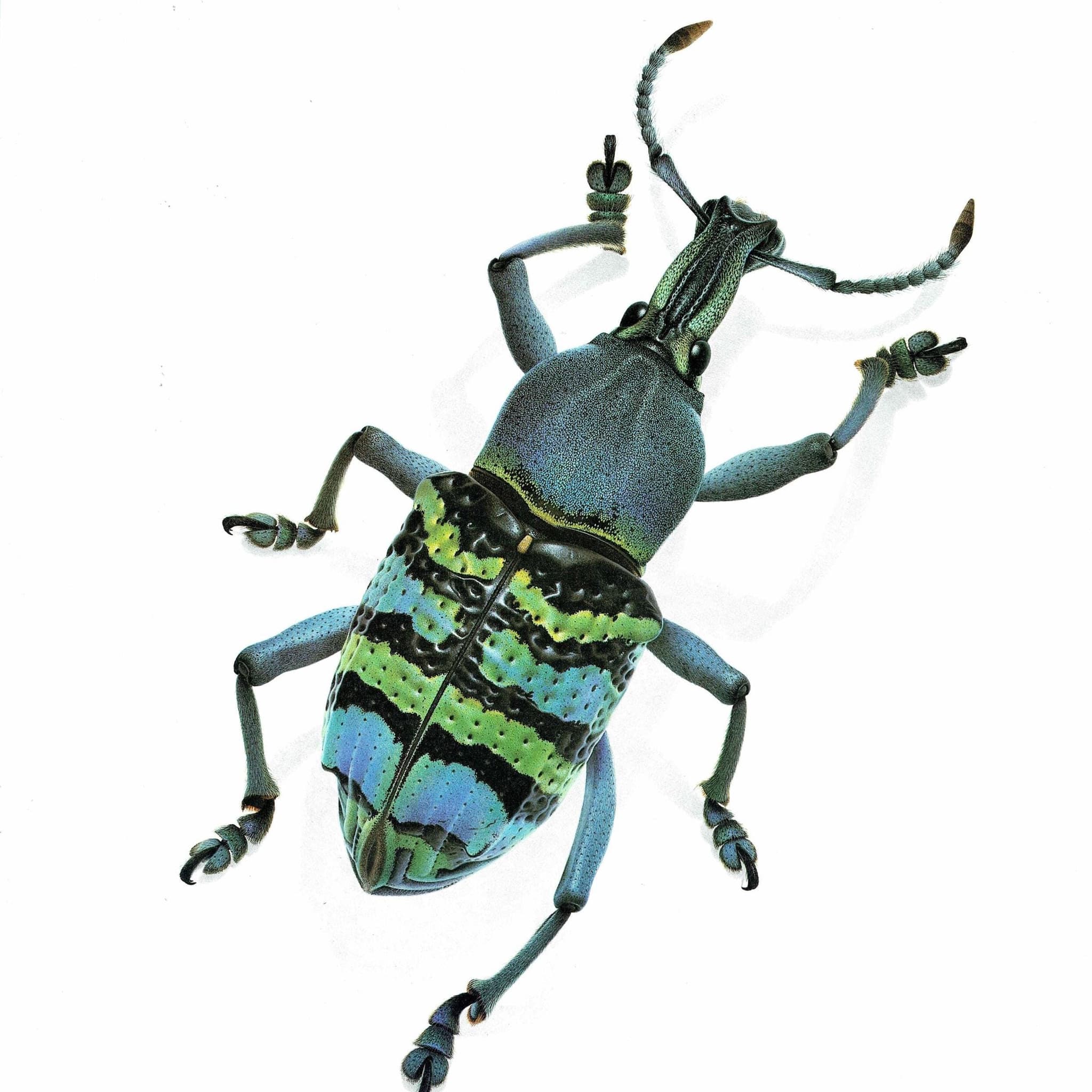 1986 Magnificent Weevil Eupholus Magnificus Print - Durin Bernard Les Insectes Science Illustration - Kirch Entomology - 11 x 13 in