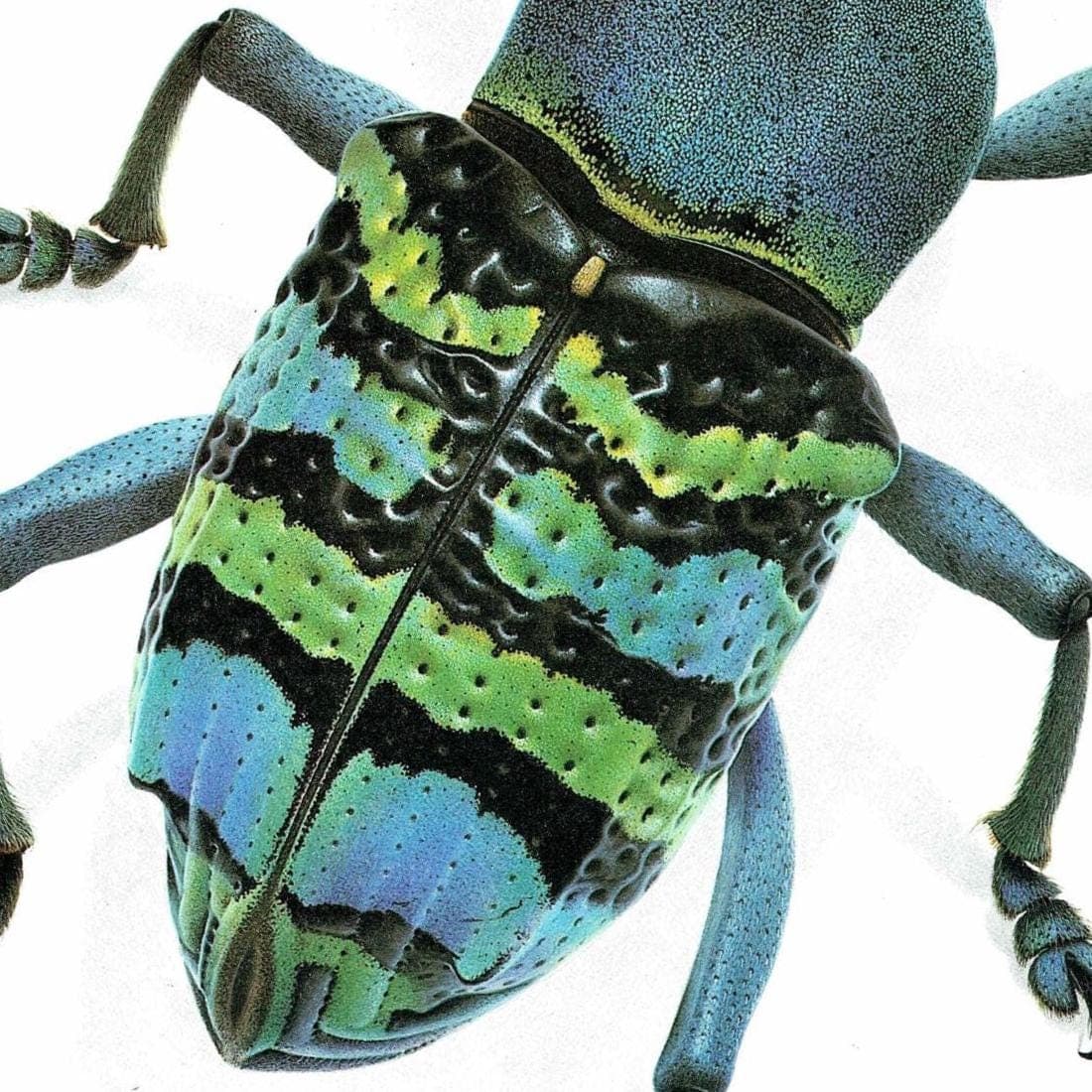 1986 Magnificent Weevil Eupholus Magnificus Print - Durin Bernard Les Insectes Science Illustration - Kirch Entomology - 11 x 13 in - Image 5