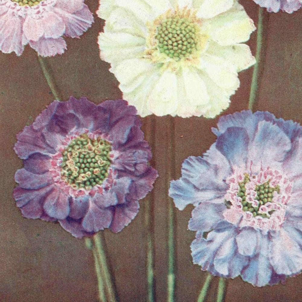 1950s Scabious Botanical Print - Vintage Pincushion Flower Illustration from The Popular Encyclopaedia of Gardening - Wall Art - 5 x 7 in - Image 4