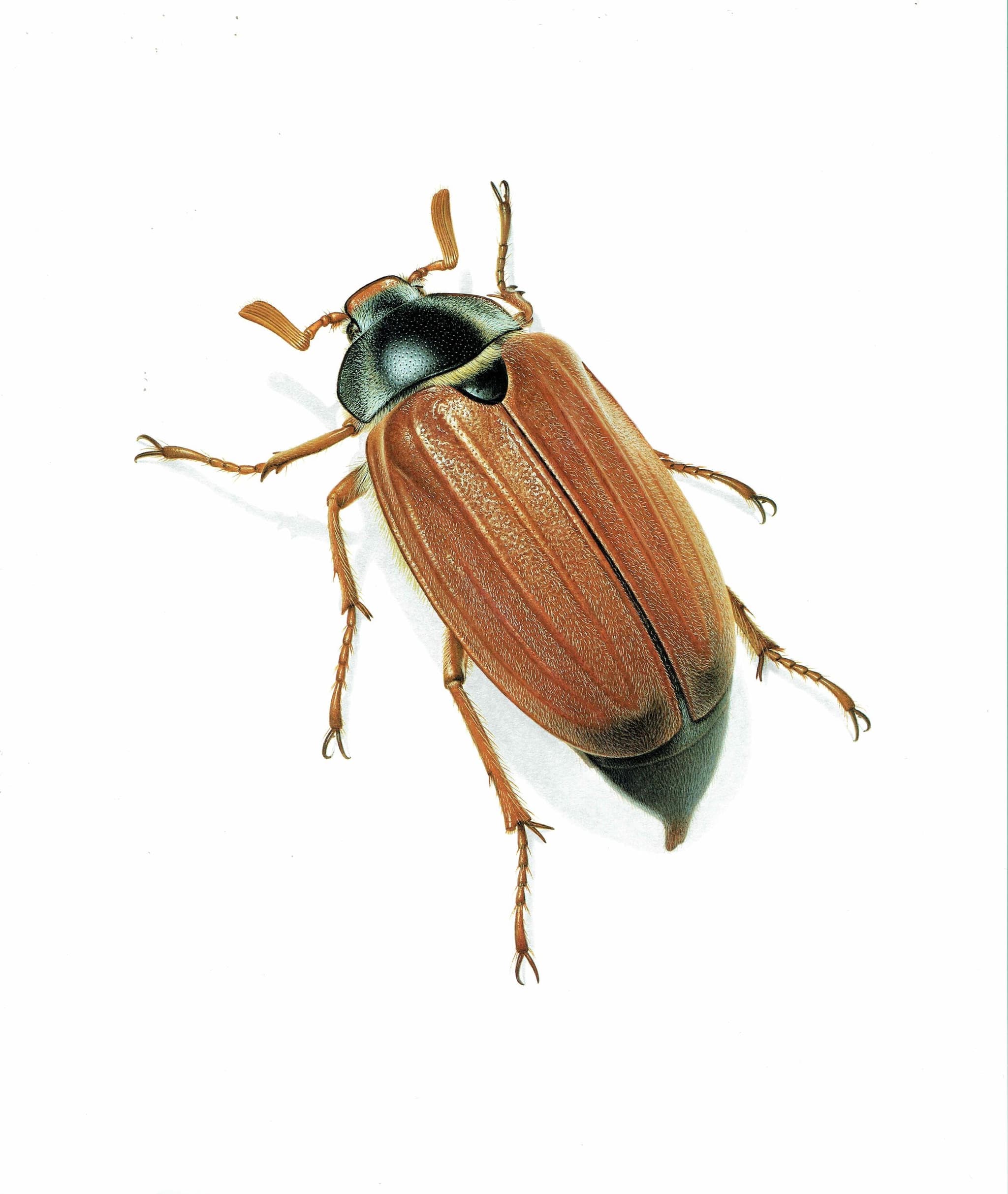 1986 Maybug Common Cockchafer Melolontha Melolontha Print - Durin Bernard Les Insectes Scientific Image - Linnaeus Entomology - 11 x 13 in - Image 3