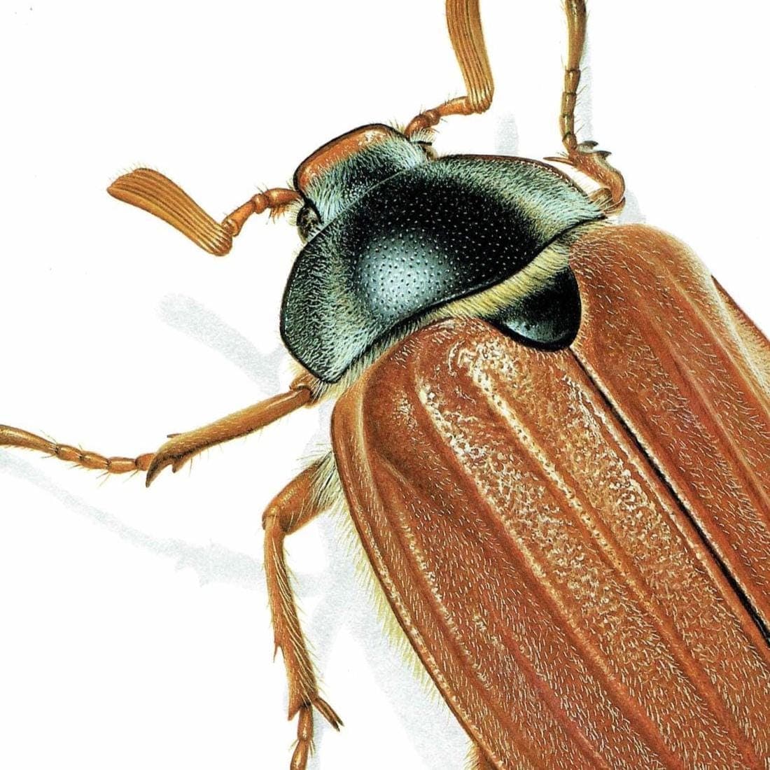 1986 Maybug Common Cockchafer Melolontha Melolontha Print - Durin Bernard Les Insectes Scientific Image - Linnaeus Entomology - 11 x 13 in - Image 4