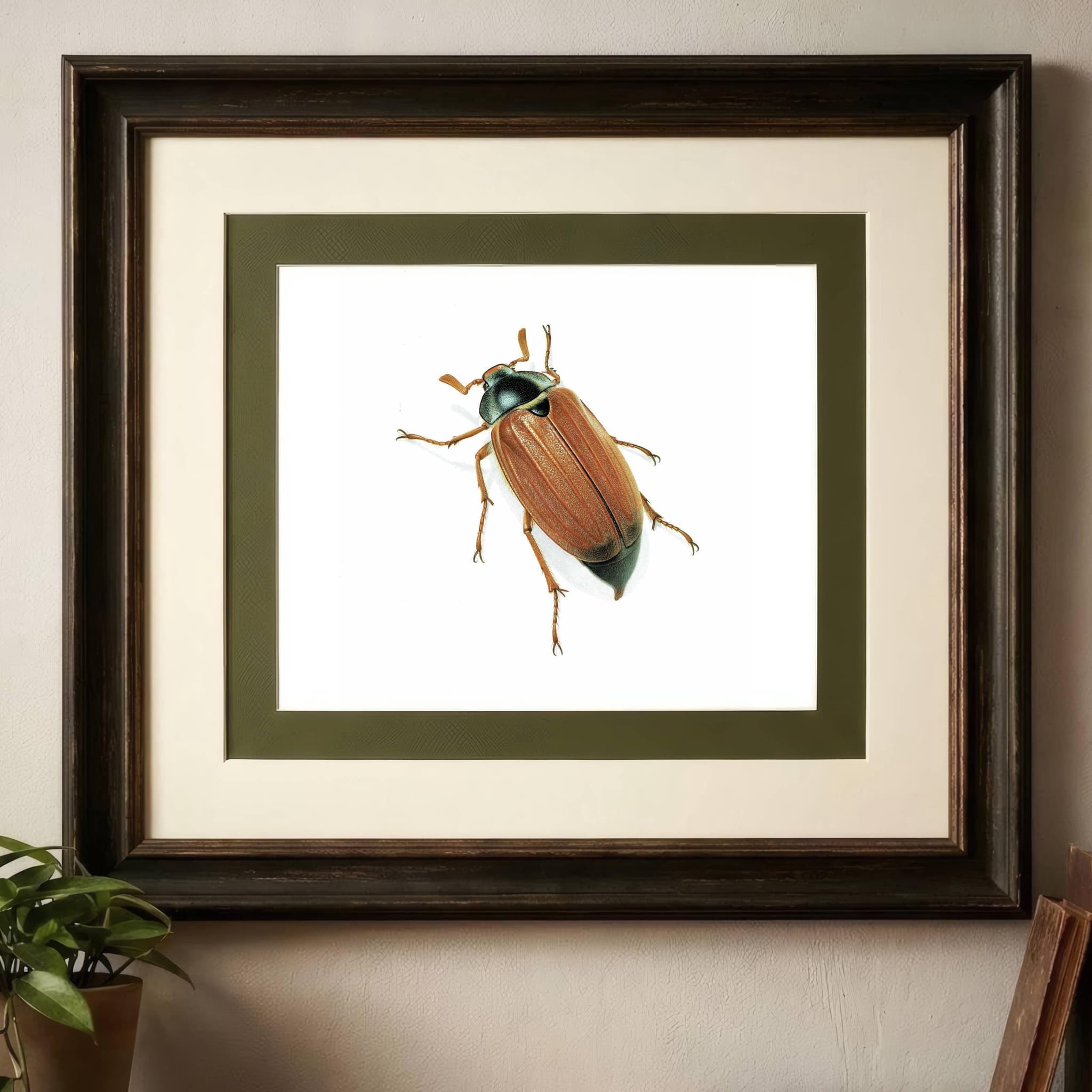 1986 Maybug Common Cockchafer Melolontha Melolontha Print - Durin Bernard Les Insectes Scientific Image - Linnaeus Entomology - 11 x 13 in - Image 2