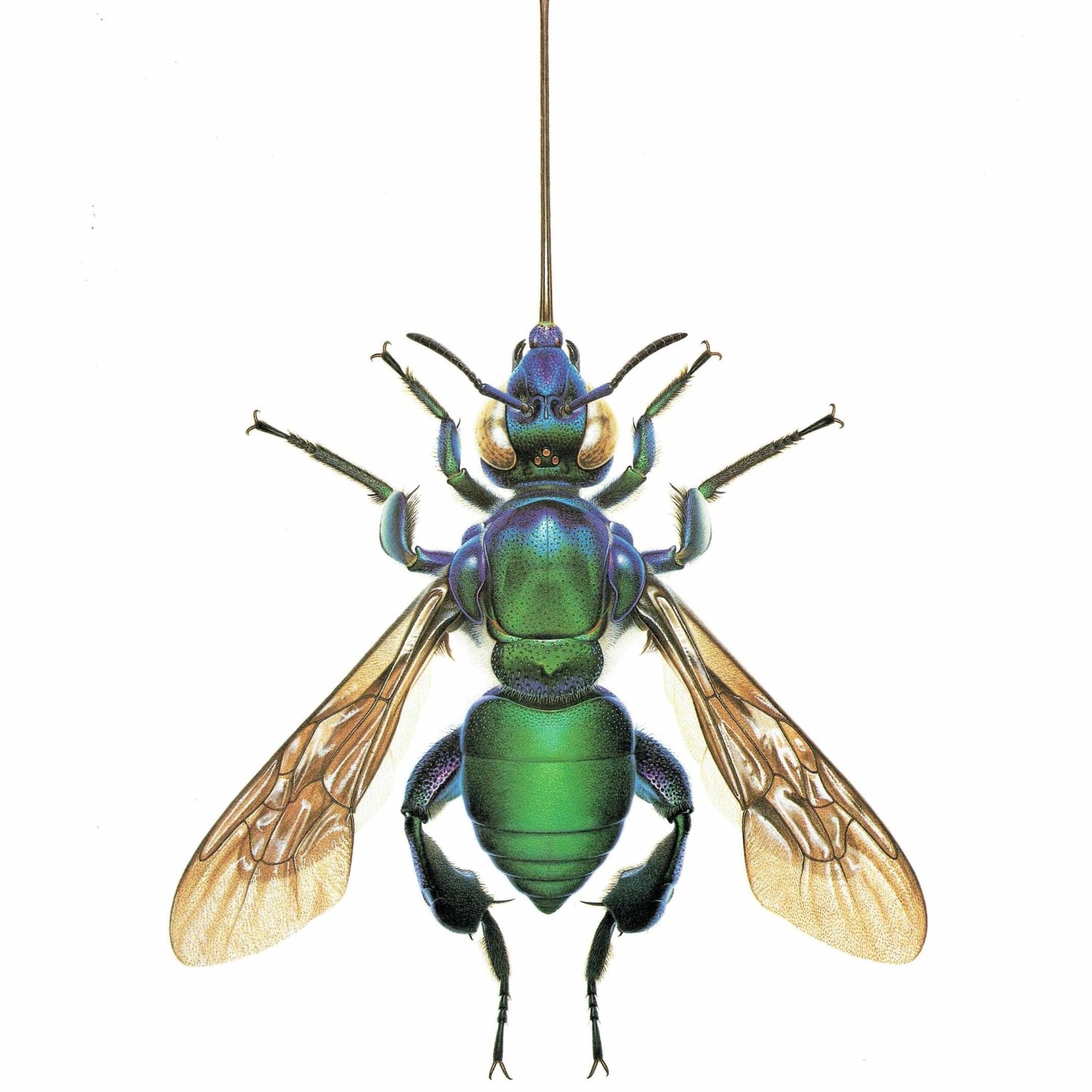1986 Golden Bee Exaerete Smaragdina Print - Durin Bernard Les Insectes - Vintage Scientific Illustration - Guerin Entomology - 11 x 13 in