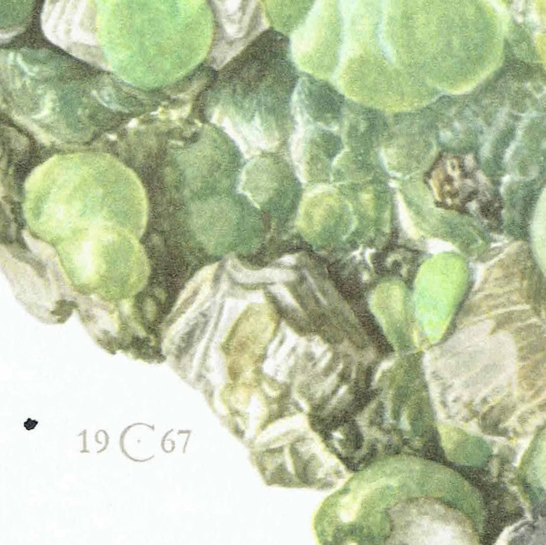 1969 Prehnite Mineral - Original Vintage Print By Caspari - Scientific Natural History Geology Study Collection - 7.5 x 10.5 in - Image 5