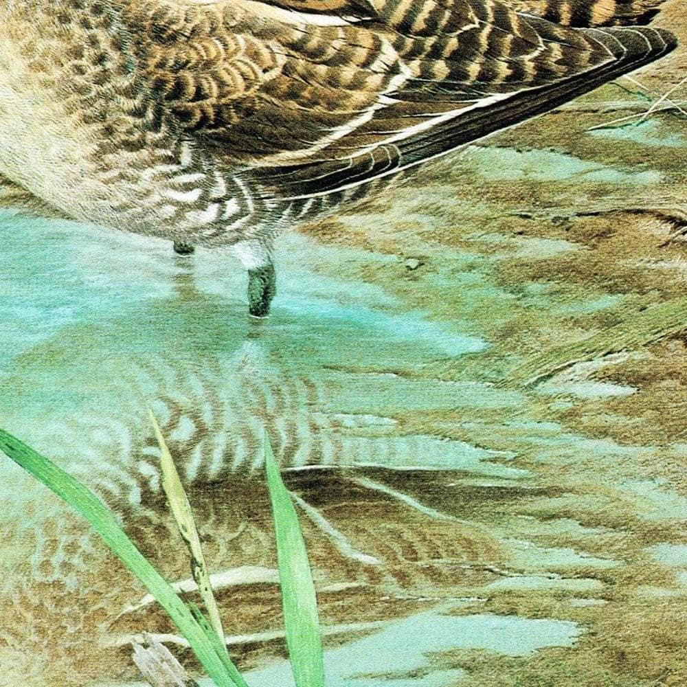 1981 Common Snipe and Jack Snipe Original Vintage Print - Maurice Pledger Wildlife Art - Game Birds Book Illustration - 11.5 x 16.5 in - Image 5