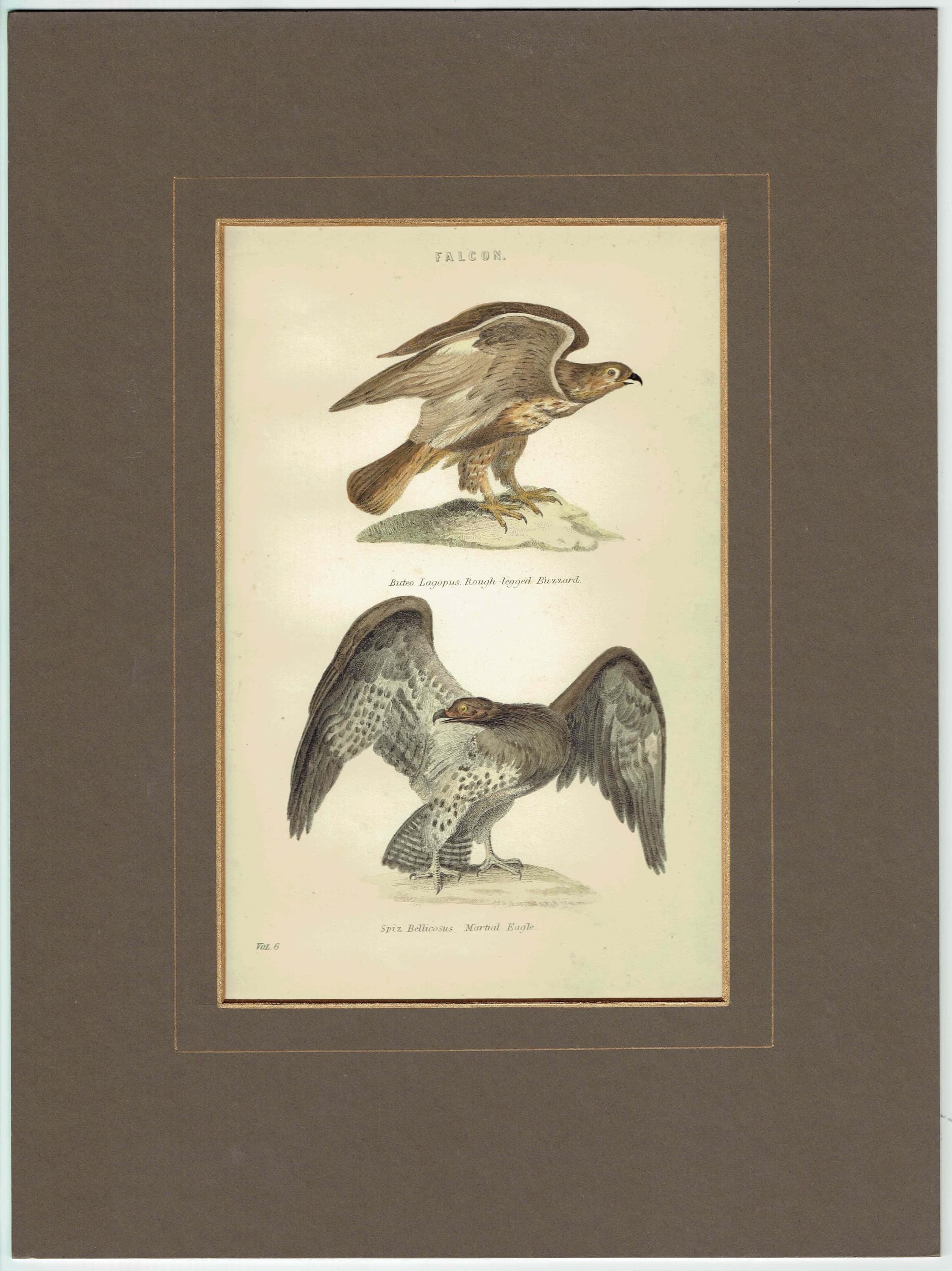 c.1880 Falcon Print - Rough-legged Buzzard & Martial Eagle Hand-Coloured Ornithology Art - 9.75 x 6.25 in - Image 2