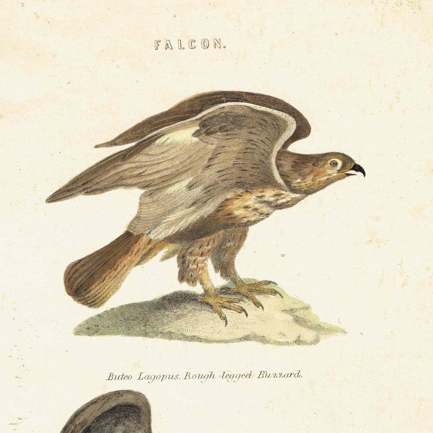 c.1880 Falcon Print - Rough-legged Buzzard & Martial Eagle Hand-Coloured Ornithology Art - 9.75 x 6.25 in - Image 3