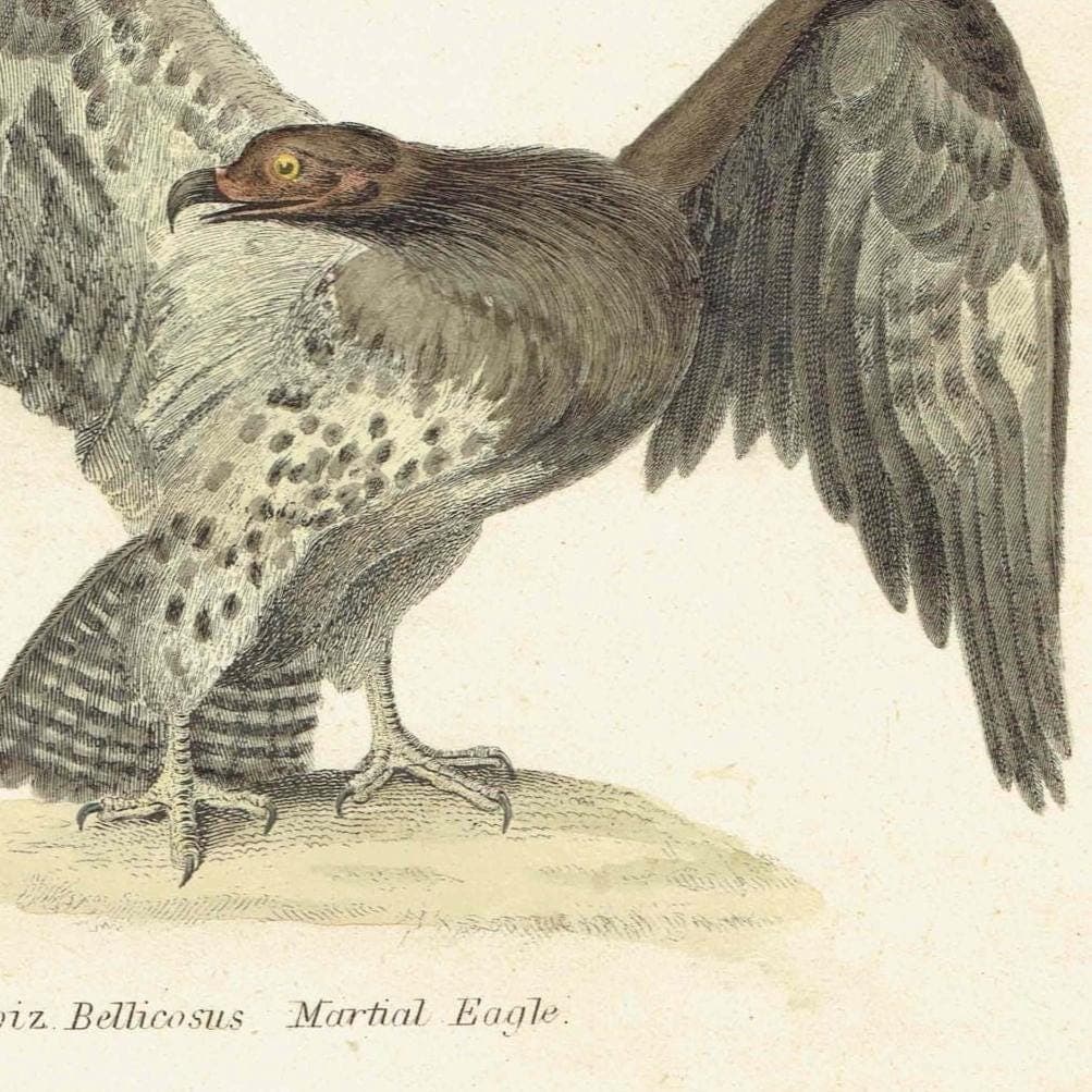 c.1880 Falcon Print - Rough-legged Buzzard & Martial Eagle Hand-Coloured Ornithology Art - 9.75 x 6.25 in - Image 4