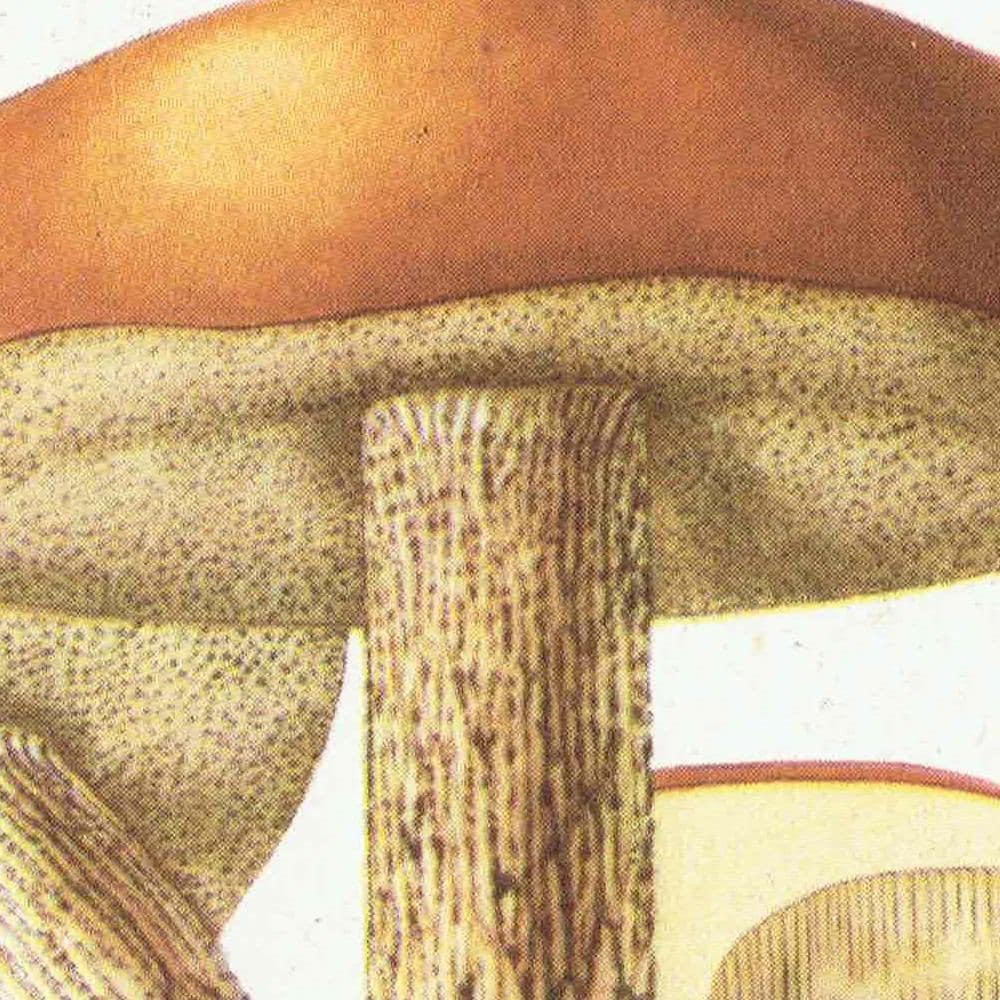 1943 Orange Birch Bolete & Beefsteak Fungus - Original Vintage Print By Ellenby - Ramsbottom Mycology Study - 4.5 x 6.5 in - Image 4