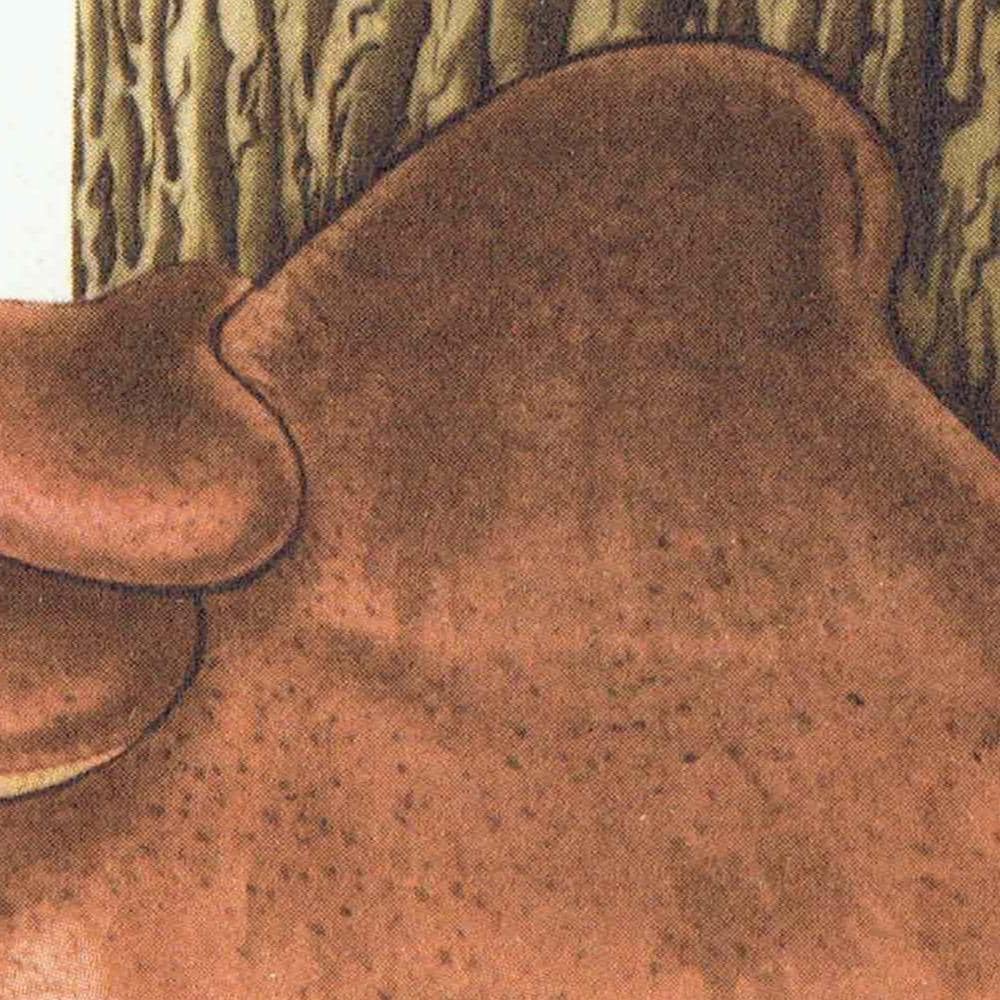 1943 Orange Birch Bolete & Beefsteak Fungus - Original Vintage Print By Ellenby - Ramsbottom Mycology Study - 4.5 x 6.5 in - Image 7