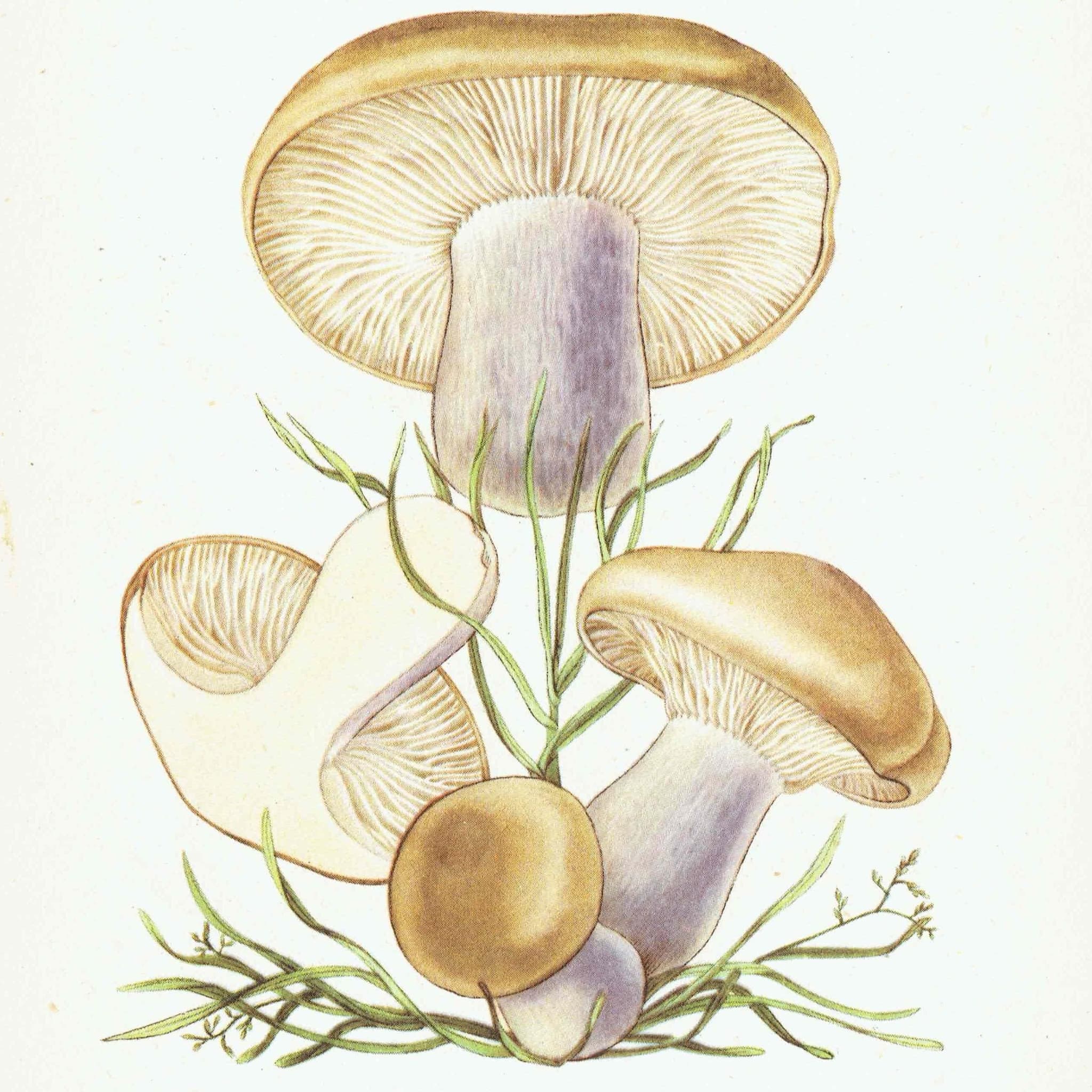 1943 Wood Blewit & St George's Mushroom - Original Vintage Print By Ellenby - Ramsbottom Edible Fungi Mycology Study - 4.5 x 6.5 in - Image 2