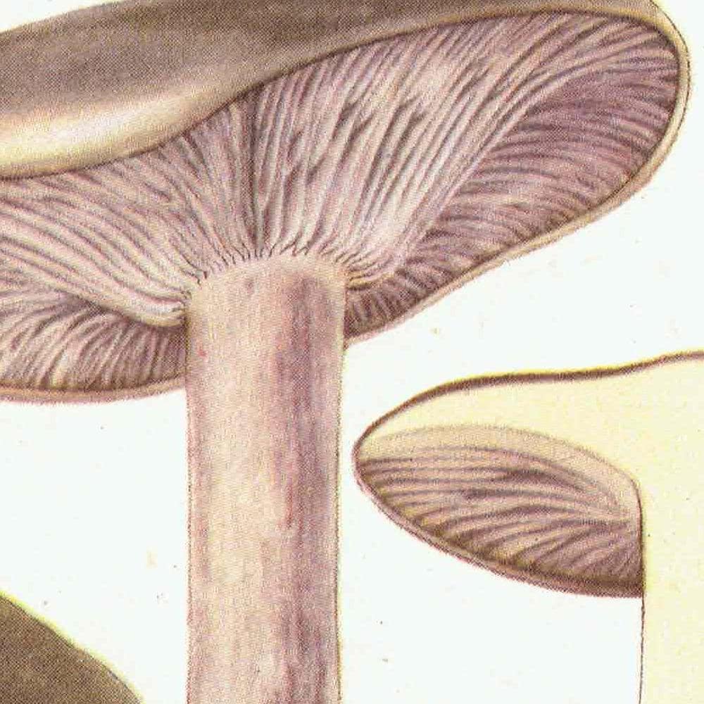 1943 Wood Blewit & St George's Mushroom - Original Vintage Print By Ellenby - Ramsbottom Edible Fungi Mycology Study - 4.5 x 6.5 in - Image 4