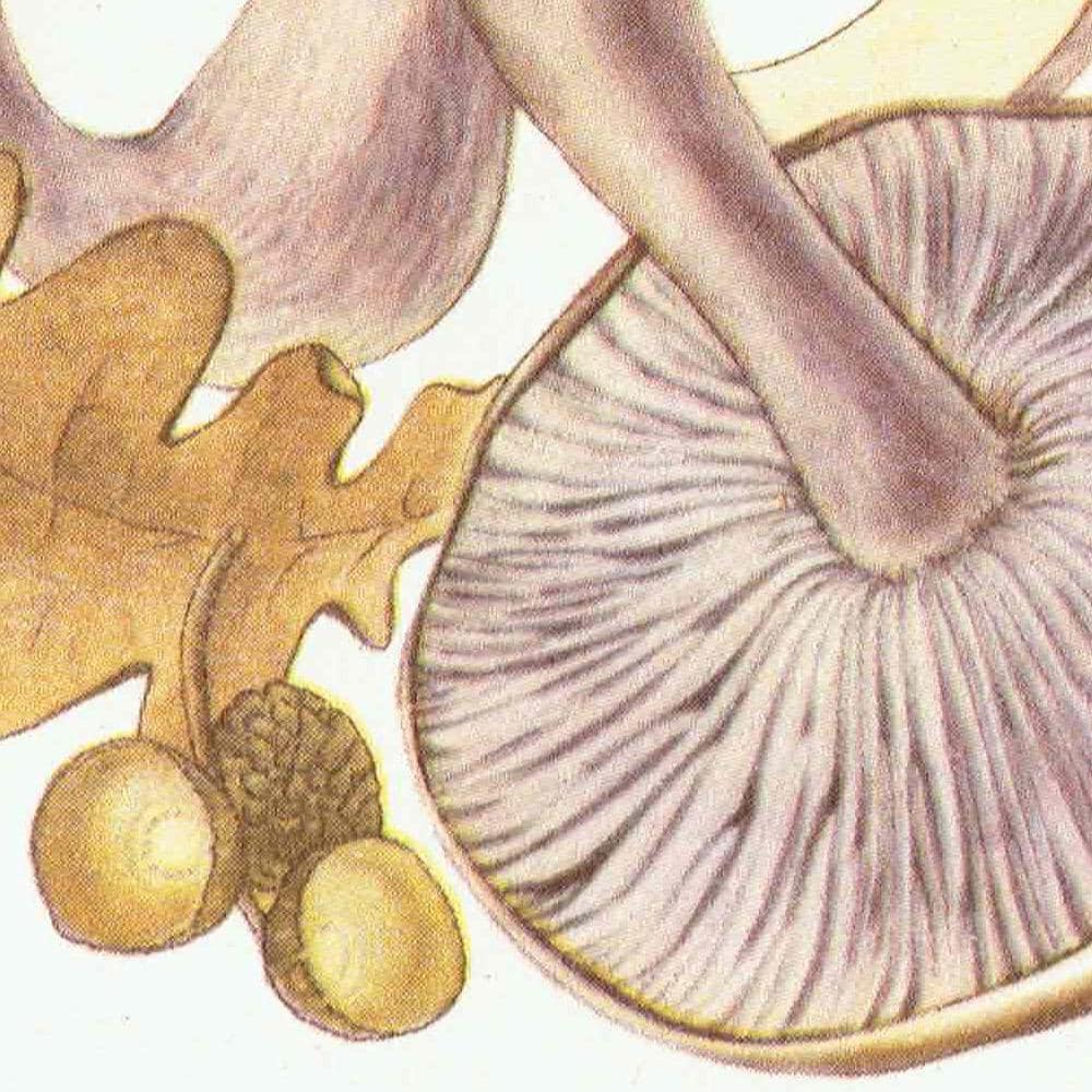 1943 Wood Blewit & St George's Mushroom - Original Vintage Print By Ellenby - Ramsbottom Edible Fungi Mycology Study - 4.5 x 6.5 in - Image 5