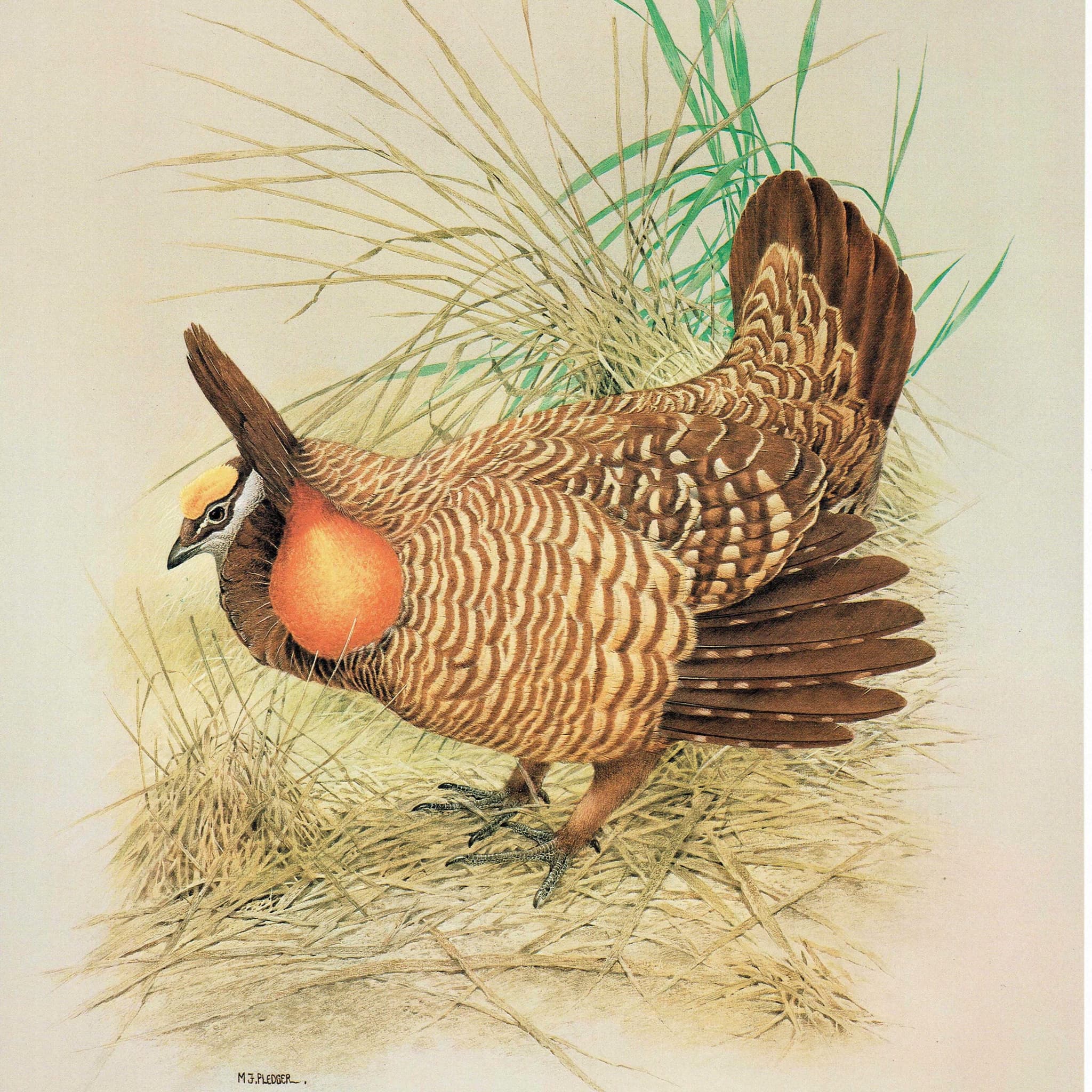 1980s Prairie Chicken Male - Game Birds Wildlife Original Vintage Print By Pledger - Natural History Ornithology Study - 11.5 x 16.5 in - Image 2