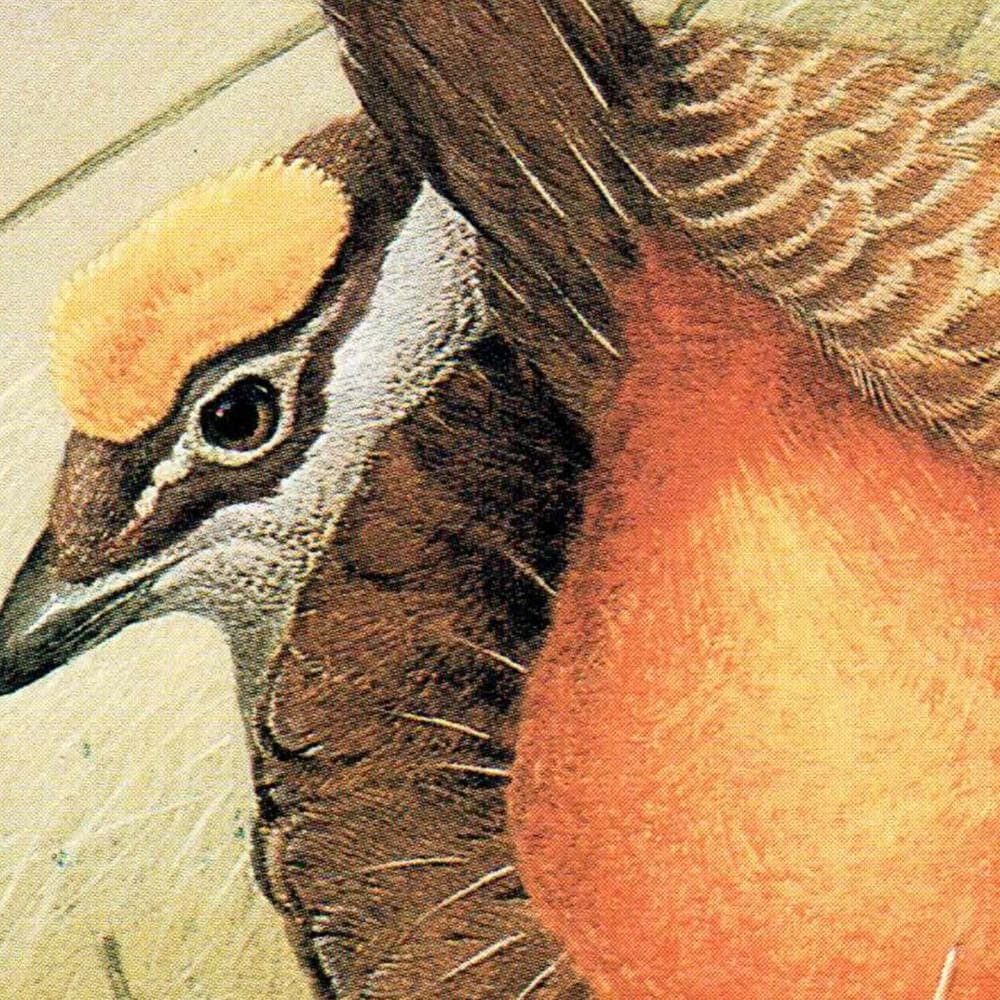 1980s Prairie Chicken Male - Game Birds Wildlife Original Vintage Print By Pledger - Natural History Ornithology Study - 11.5 x 16.5 in - Image 3