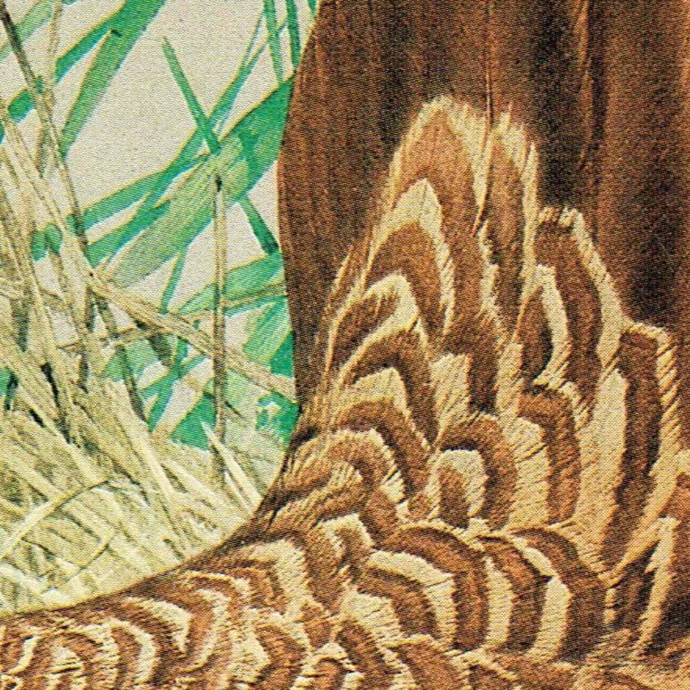 1980s Prairie Chicken Male - Game Birds Wildlife Original Vintage Print By Pledger - Natural History Ornithology Study - 11.5 x 16.5 in - Image 4