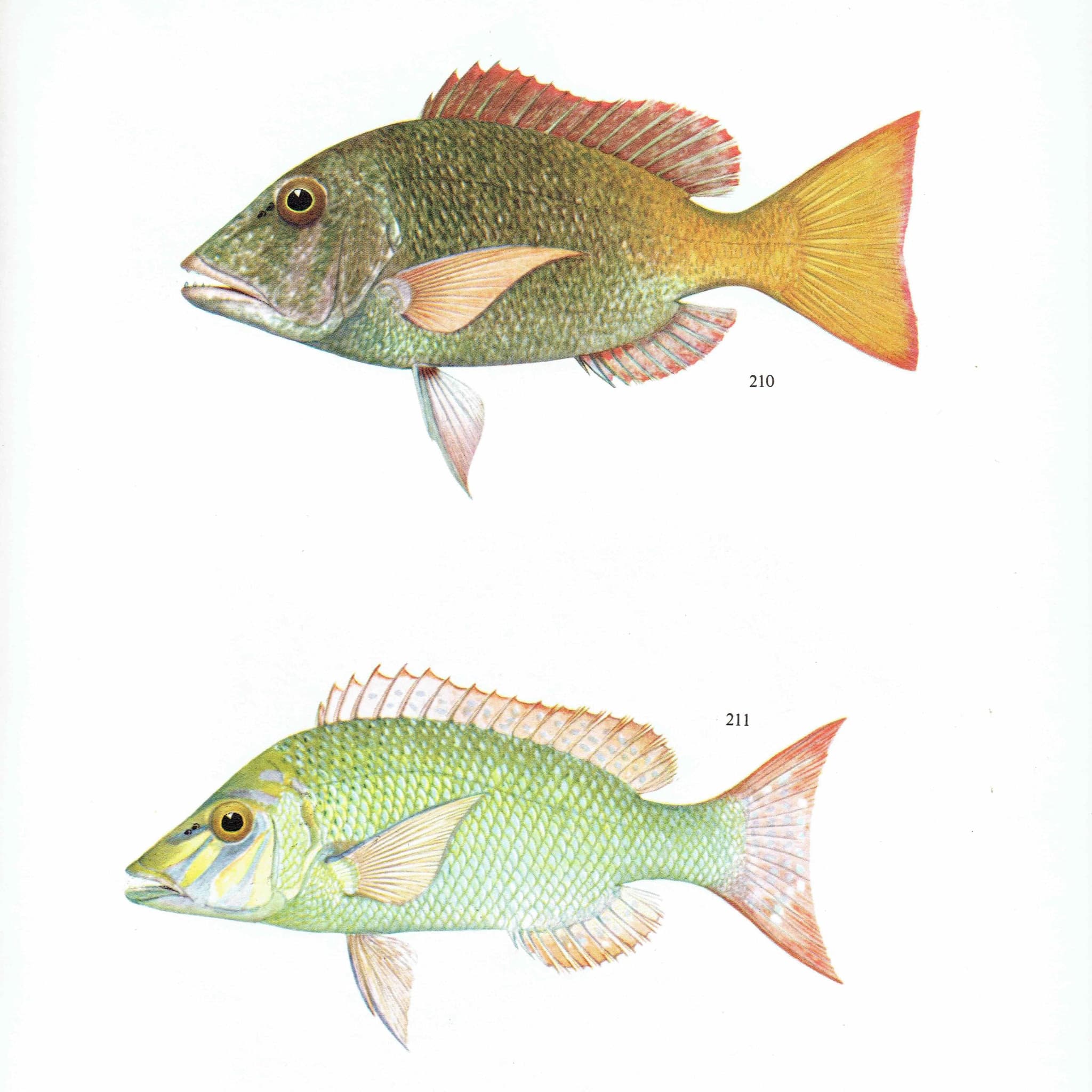 1964 Yellow-tailed Emperor & Sweet-lip Emperor - Original Vintage Print By Coates - Great Barrier Reef Fish Science - 7 x 9 in