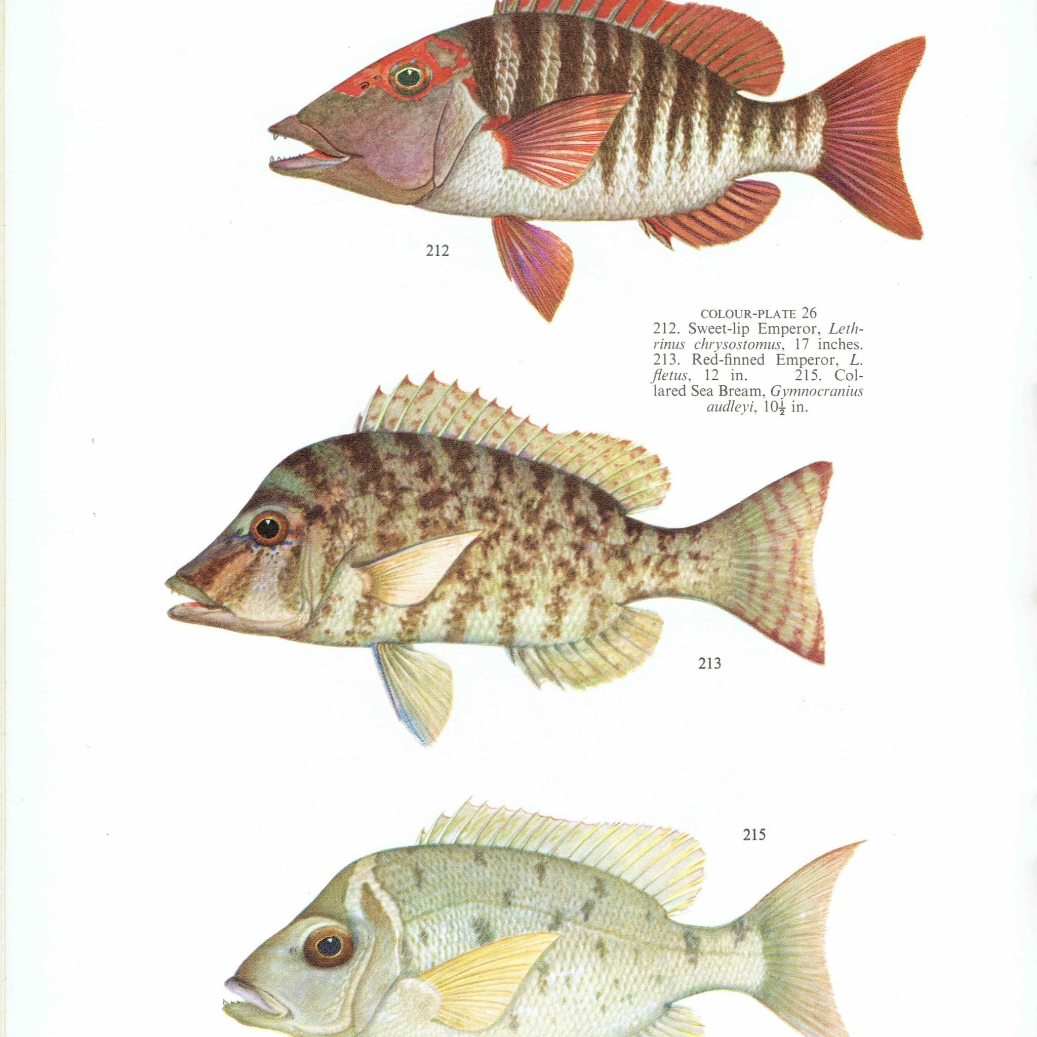 1964 Yellow-tailed Emperor & Sweet-lip Emperor - Original Vintage Print By Coates - Great Barrier Reef Fish Science - 7 x 9 in - Image 2