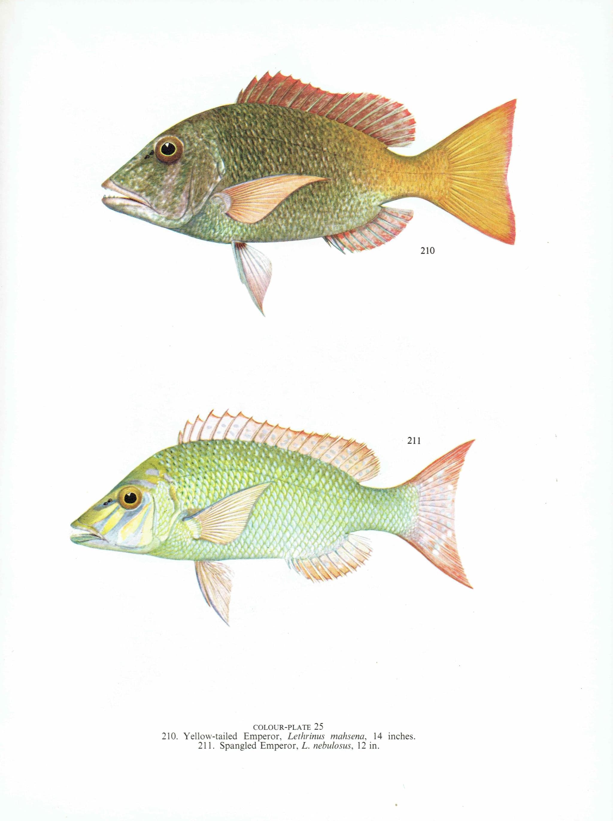 1964 Yellow-tailed Emperor & Sweet-lip Emperor - Original Vintage Print By Coates - Great Barrier Reef Fish Science - 7 x 9 in - Image 3