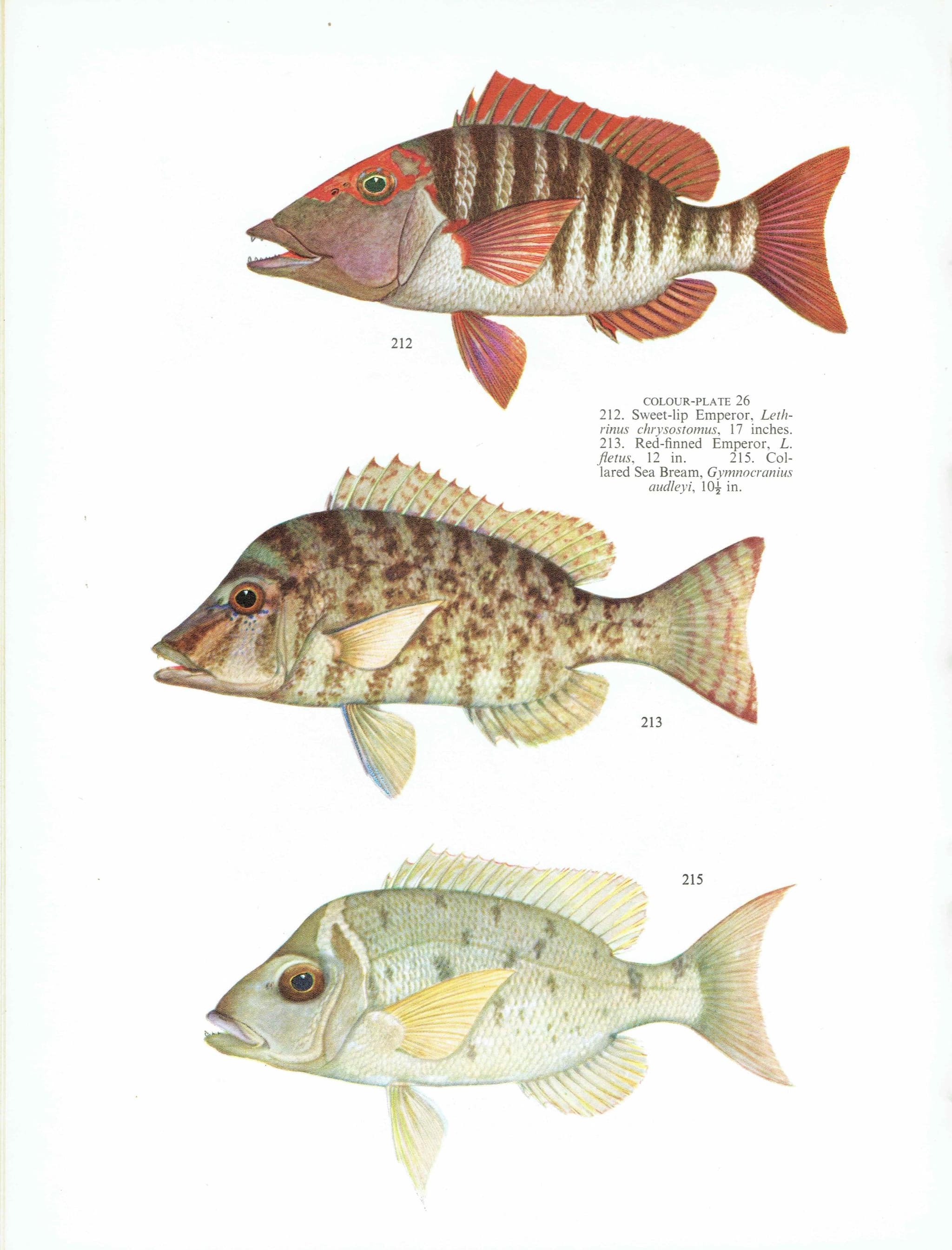 1964 Yellow-tailed Emperor & Sweet-lip Emperor - Original Vintage Print By Coates - Great Barrier Reef Fish Science - 7 x 9 in - Image 4