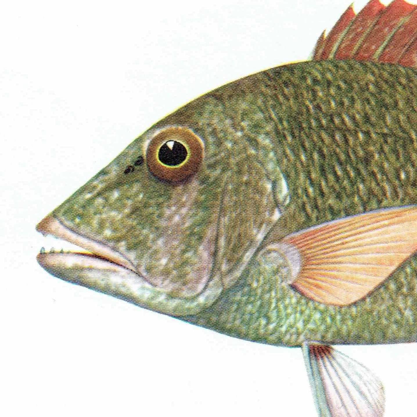 1964 Yellow-tailed Emperor & Sweet-lip Emperor - Original Vintage Print By Coates - Great Barrier Reef Fish Science - 7 x 9 in - Image 5