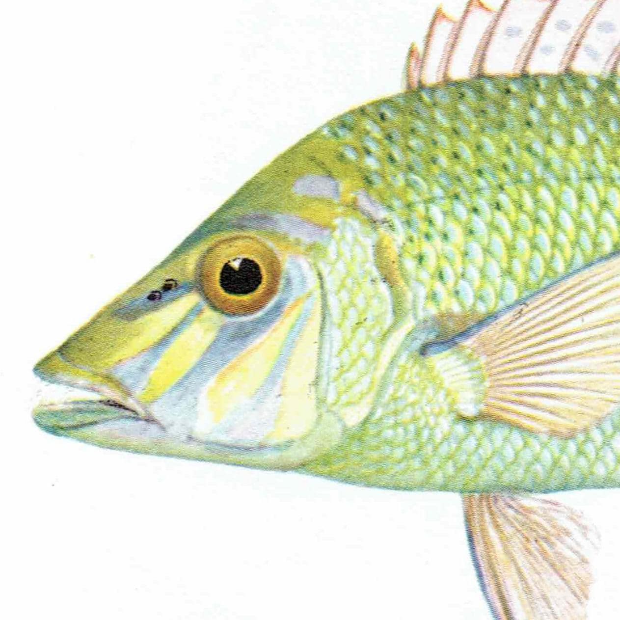 1964 Yellow-tailed Emperor & Sweet-lip Emperor - Original Vintage Print By Coates - Great Barrier Reef Fish Science - 7 x 9 in - Image 6