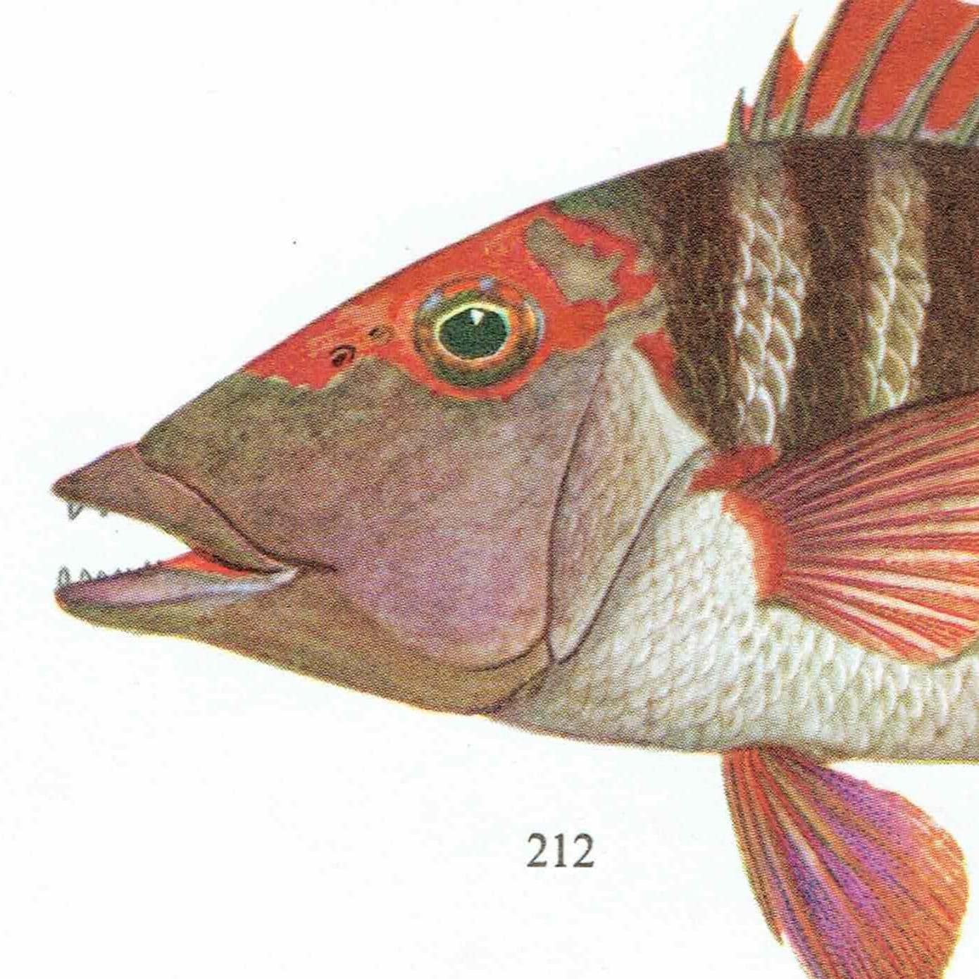 1964 Yellow-tailed Emperor & Sweet-lip Emperor - Original Vintage Print By Coates - Great Barrier Reef Fish Science - 7 x 9 in - Image 7
