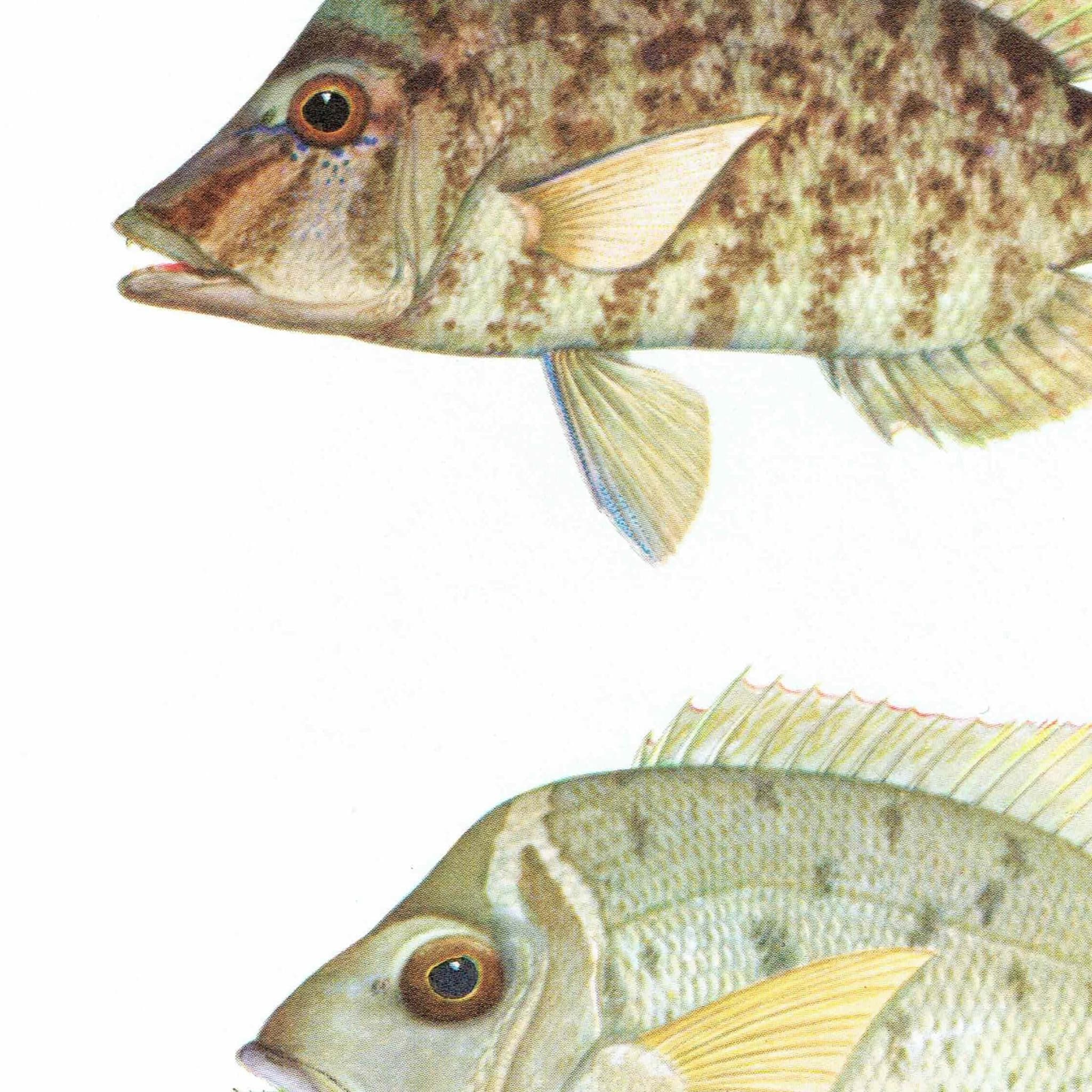 1964 Yellow-tailed Emperor & Sweet-lip Emperor - Original Vintage Print By Coates - Great Barrier Reef Fish Science - 7 x 9 in - Image 8
