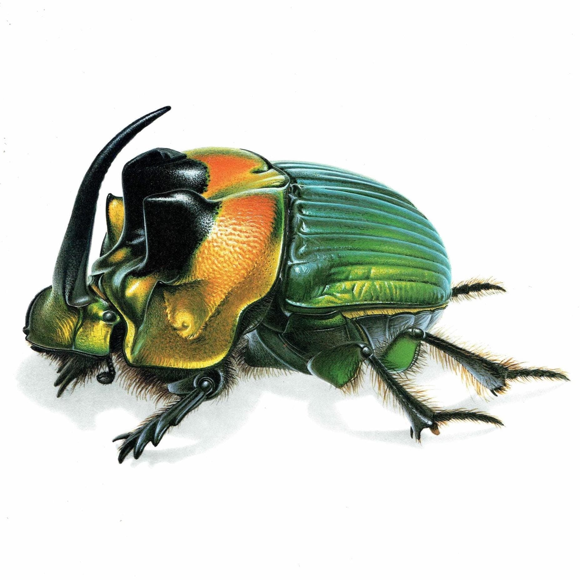 1986 Rainbow Scarab Emperor Dung Beetle Print - Durin Bernard Insectes - Scientific Illustrations Louis Chevrolat Entomology - 11 x 13 in