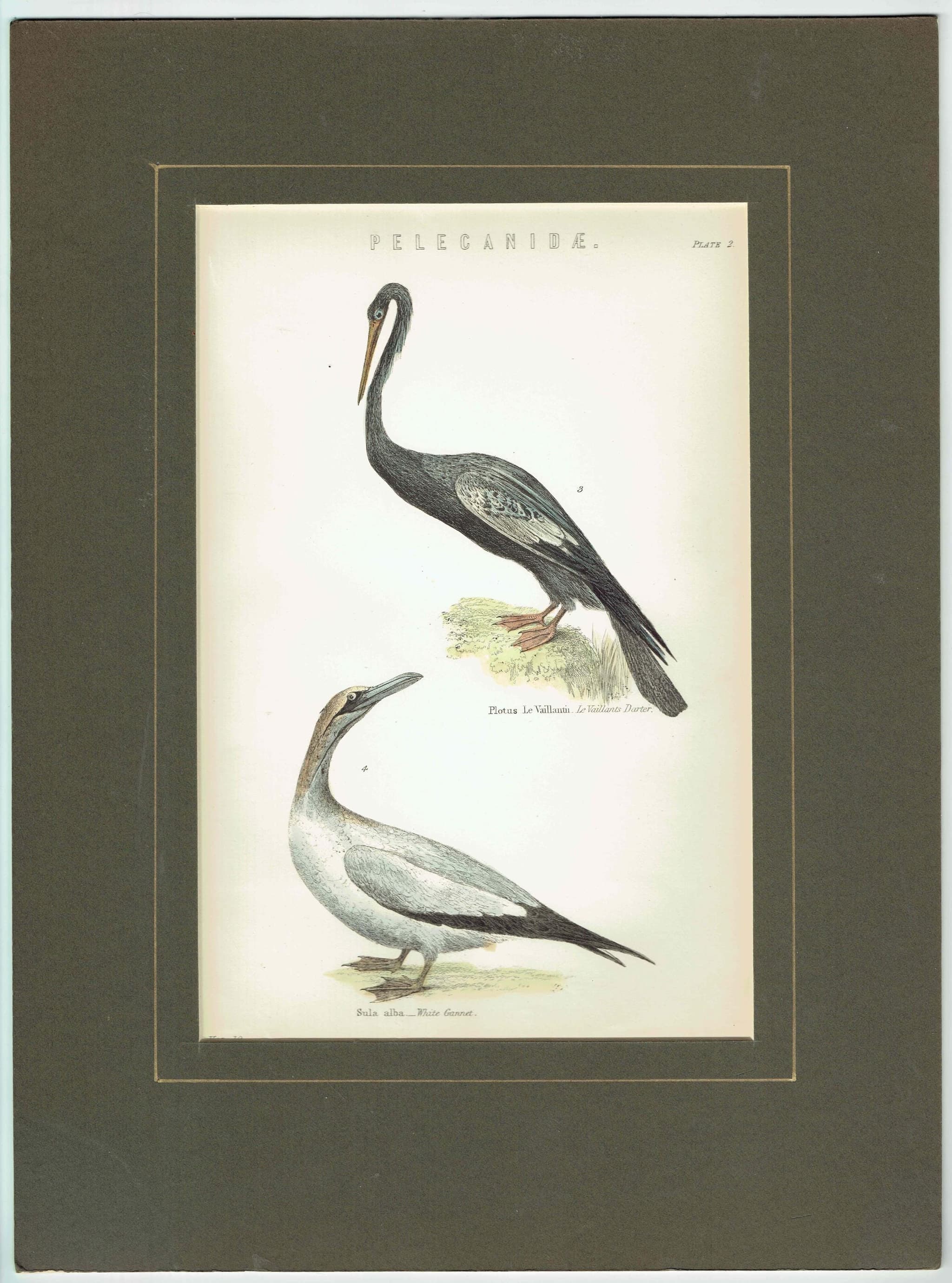 c.1890 Pelecanidae Print - Vaillant’s Darter & White Gannet - Hand Coloured Ornithology Art - 9.5 x 6.25 in - Image 2