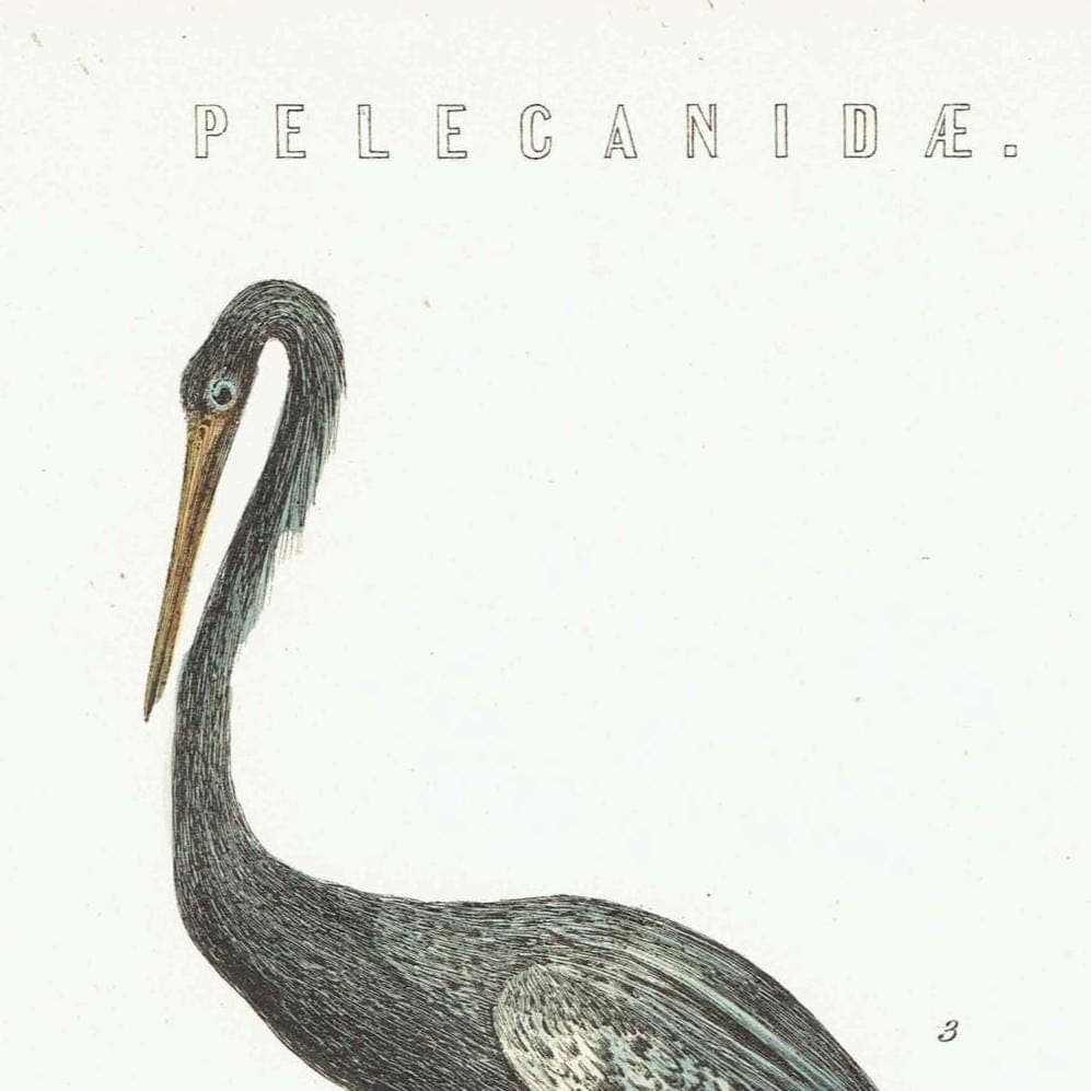 c.1890 Pelecanidae Print - Vaillant’s Darter & White Gannet - Hand Coloured Ornithology Art - 9.5 x 6.25 in - Image 4