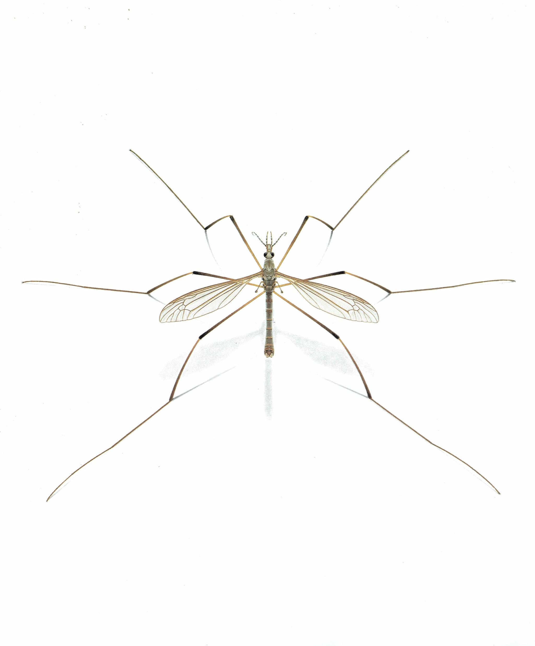 1986 Garden Crane Fly Tipula Oleracea Print - Durin Bernard Les Insectes - Entomology Scientific Illustration - 11 x 13 in - Image 2