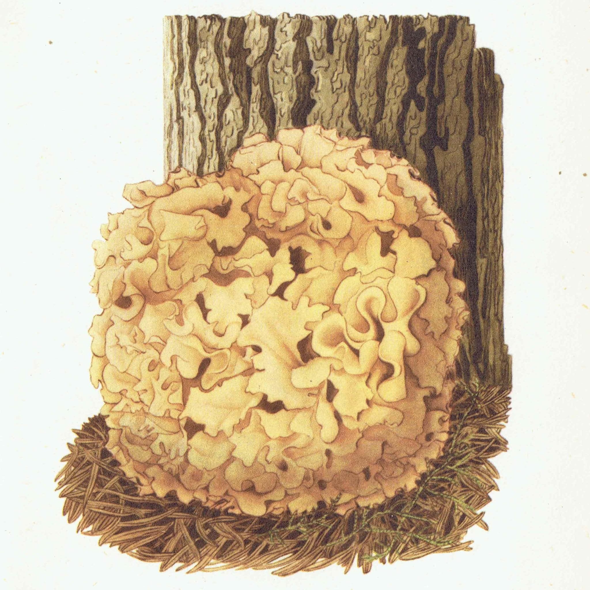 1943 Cauliflower Fungus & Giant Puffball Mushrooms - Original Vintage Print By Ellenby - Ramsbottom Mycology Botanical Study - 4.5 x 6.5 in - Image 1